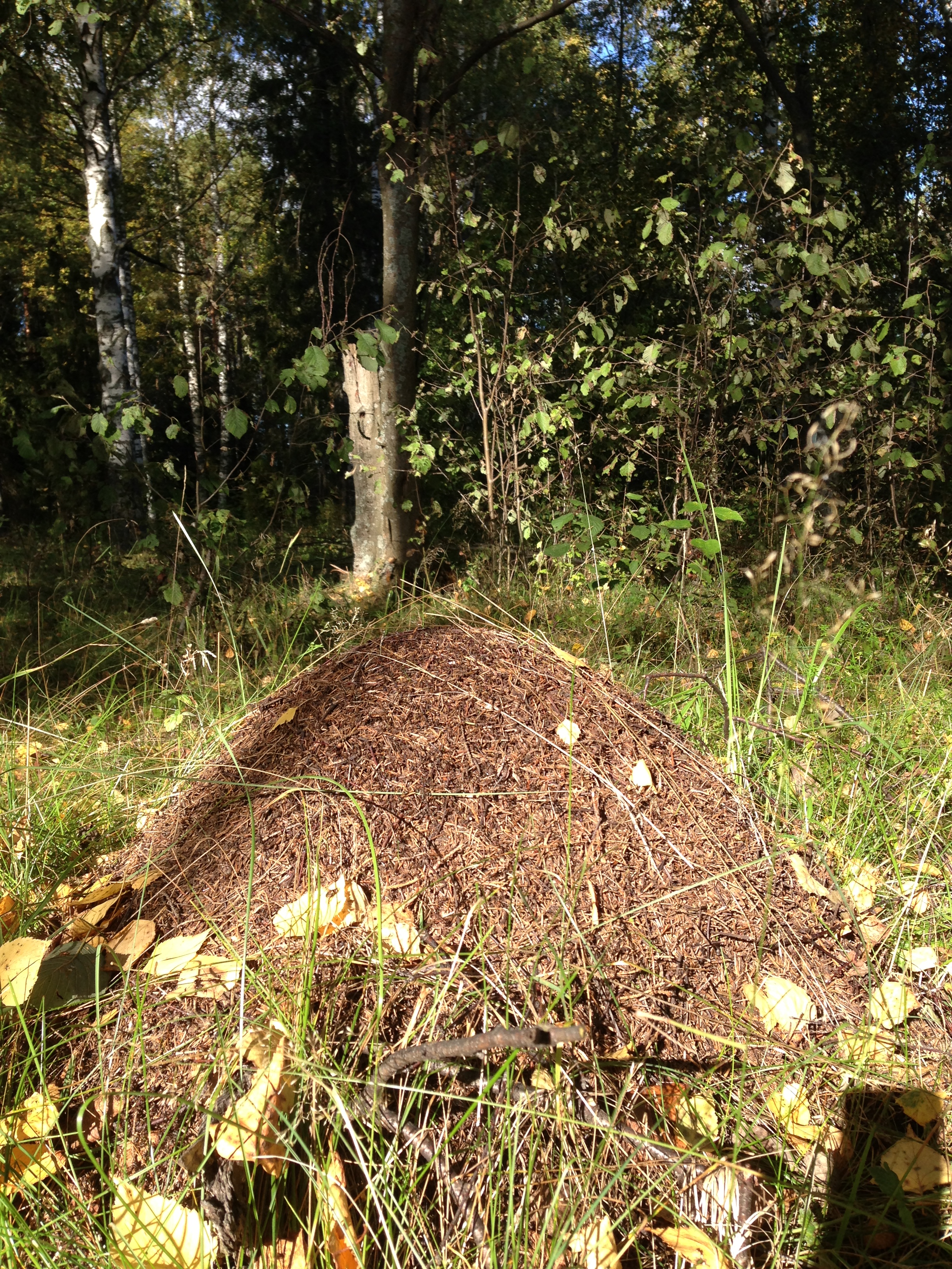 森林里的大蚂蚁山