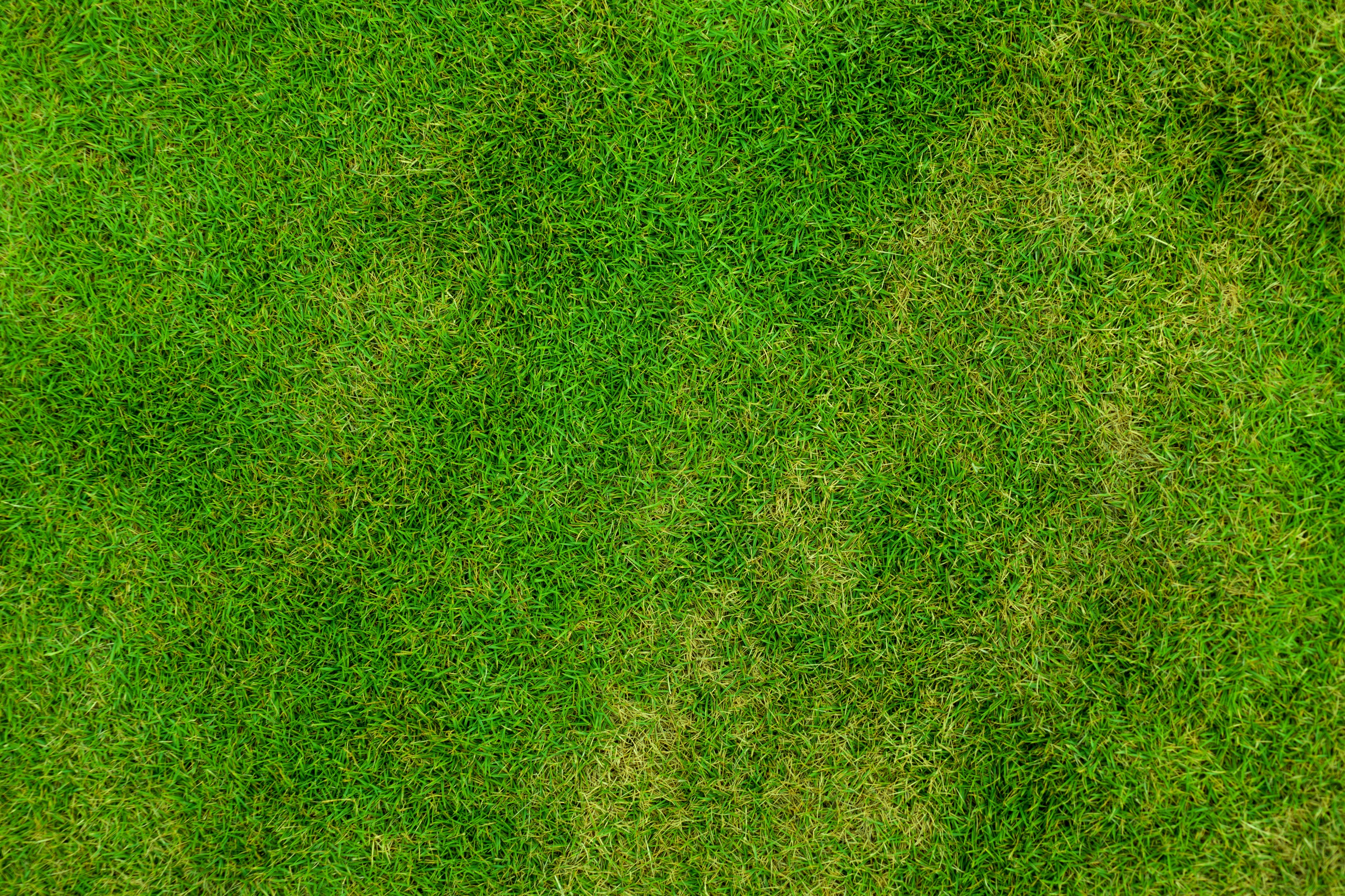 Free photo Green lawn view from the top