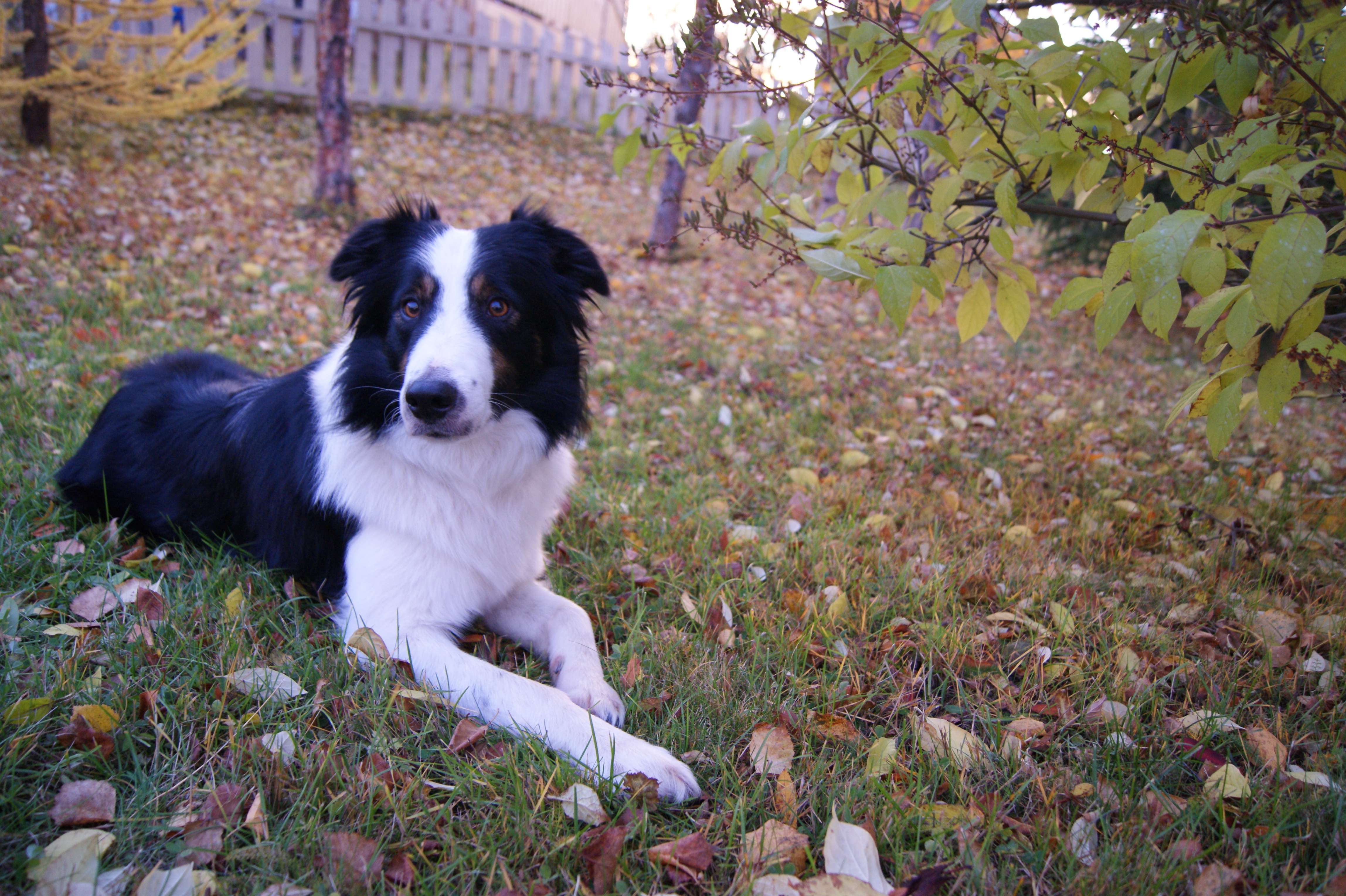 Wallpapers grass puppy dog on the desktop