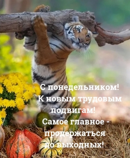 Открытка на тему понедельник природа скачать бесплатно