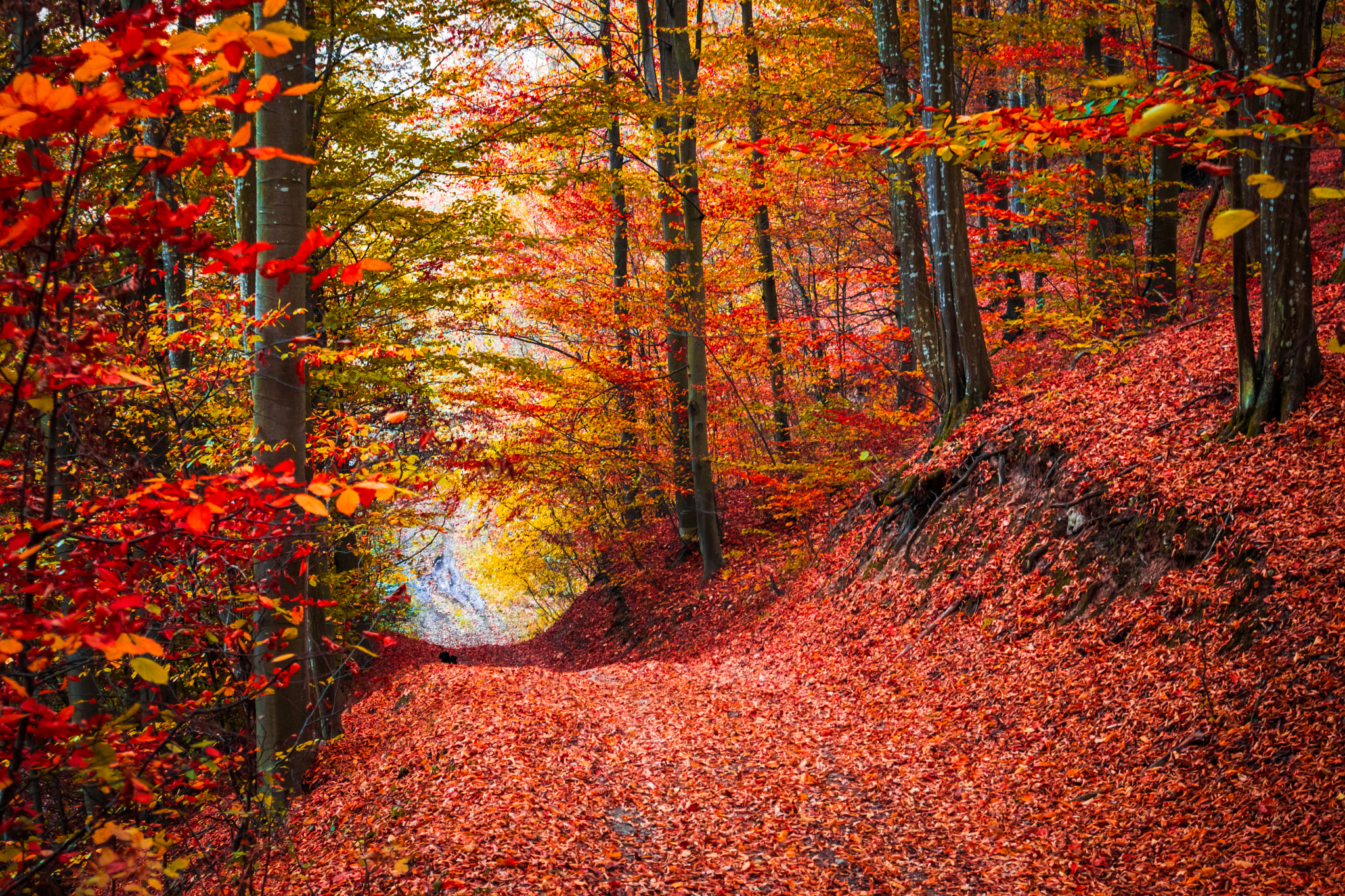 Wallpapers road through the forest forest path trees on the desktop