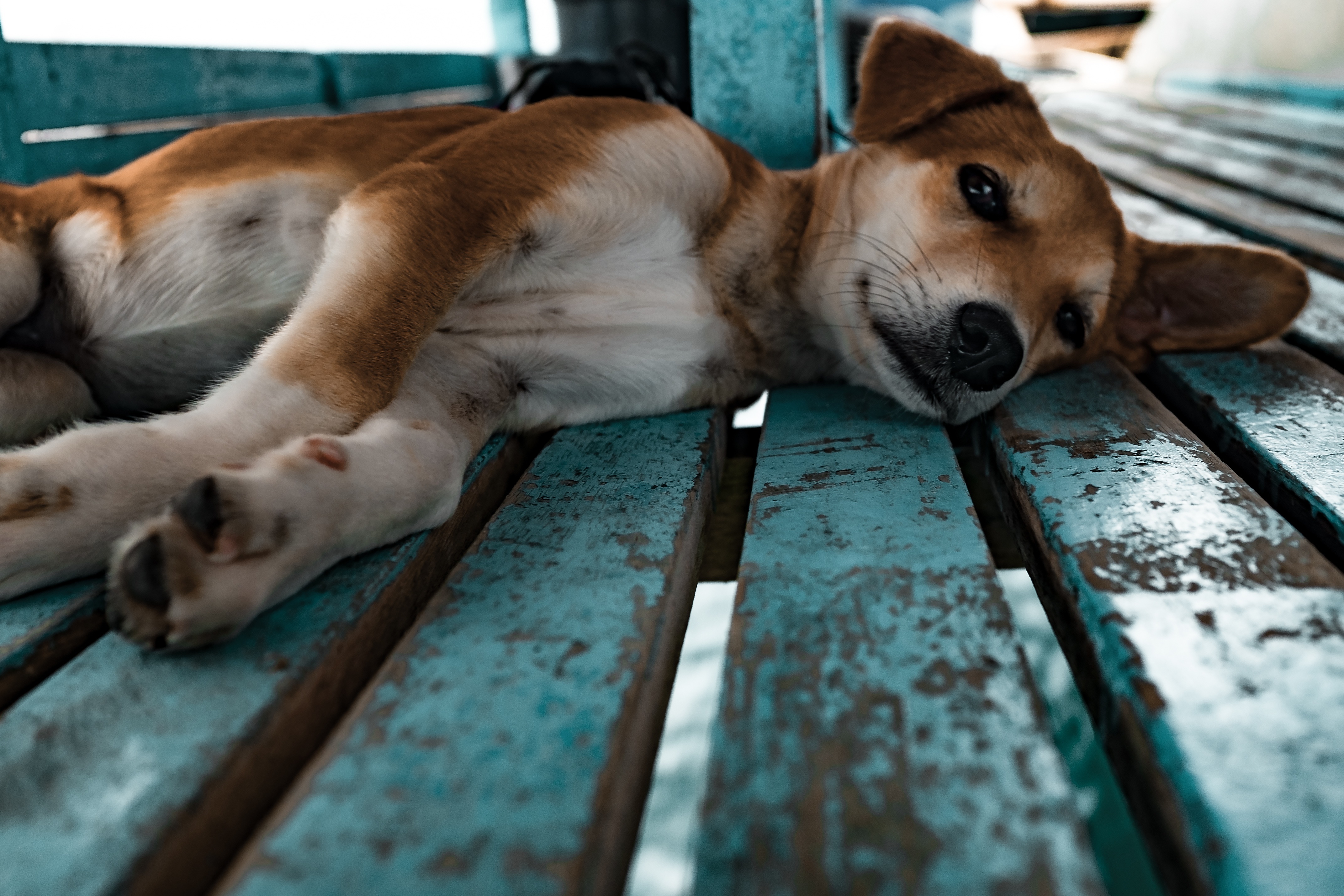 桌面上的壁纸幼犬 观看 脊椎动物