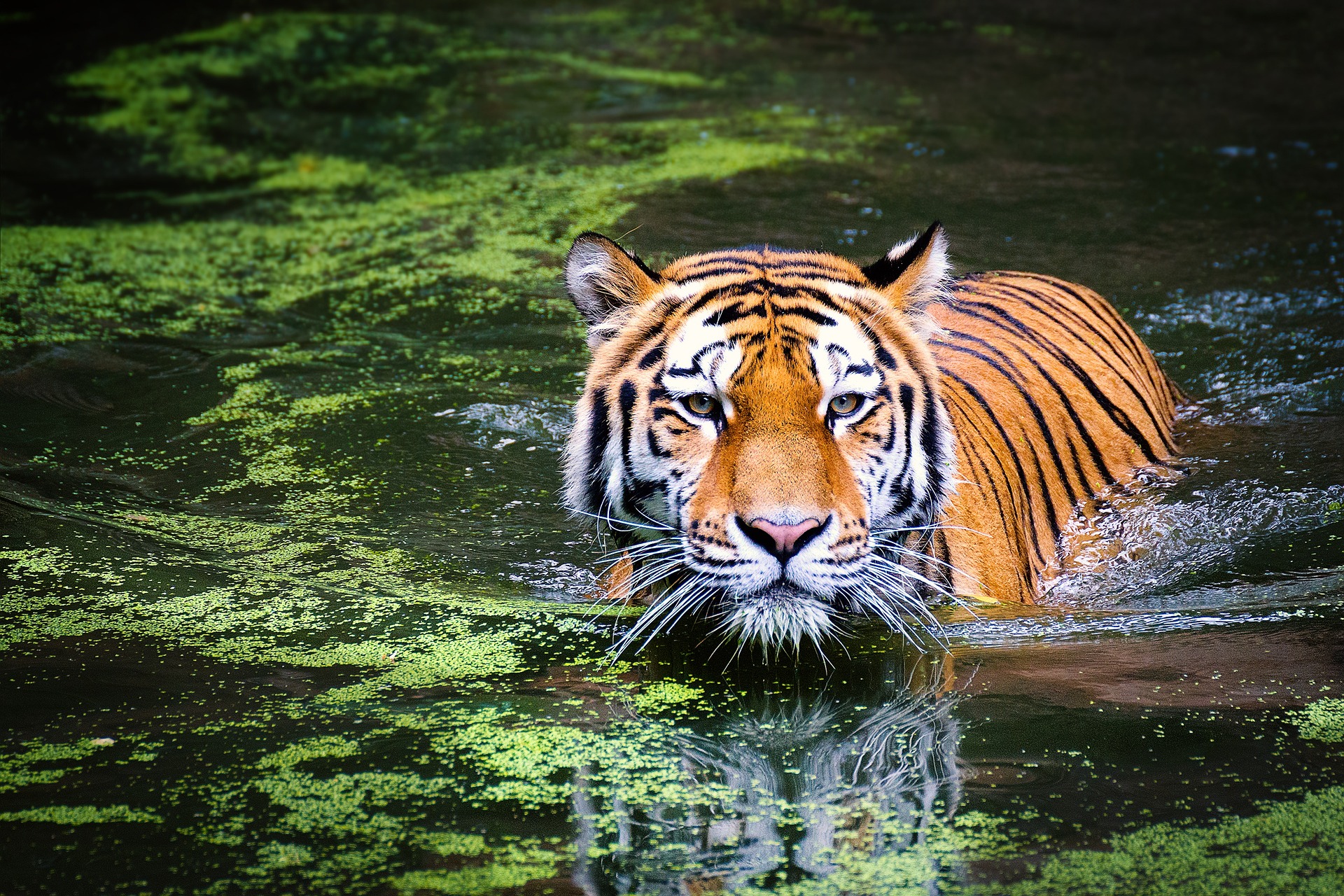 A tiger walks down a deep river