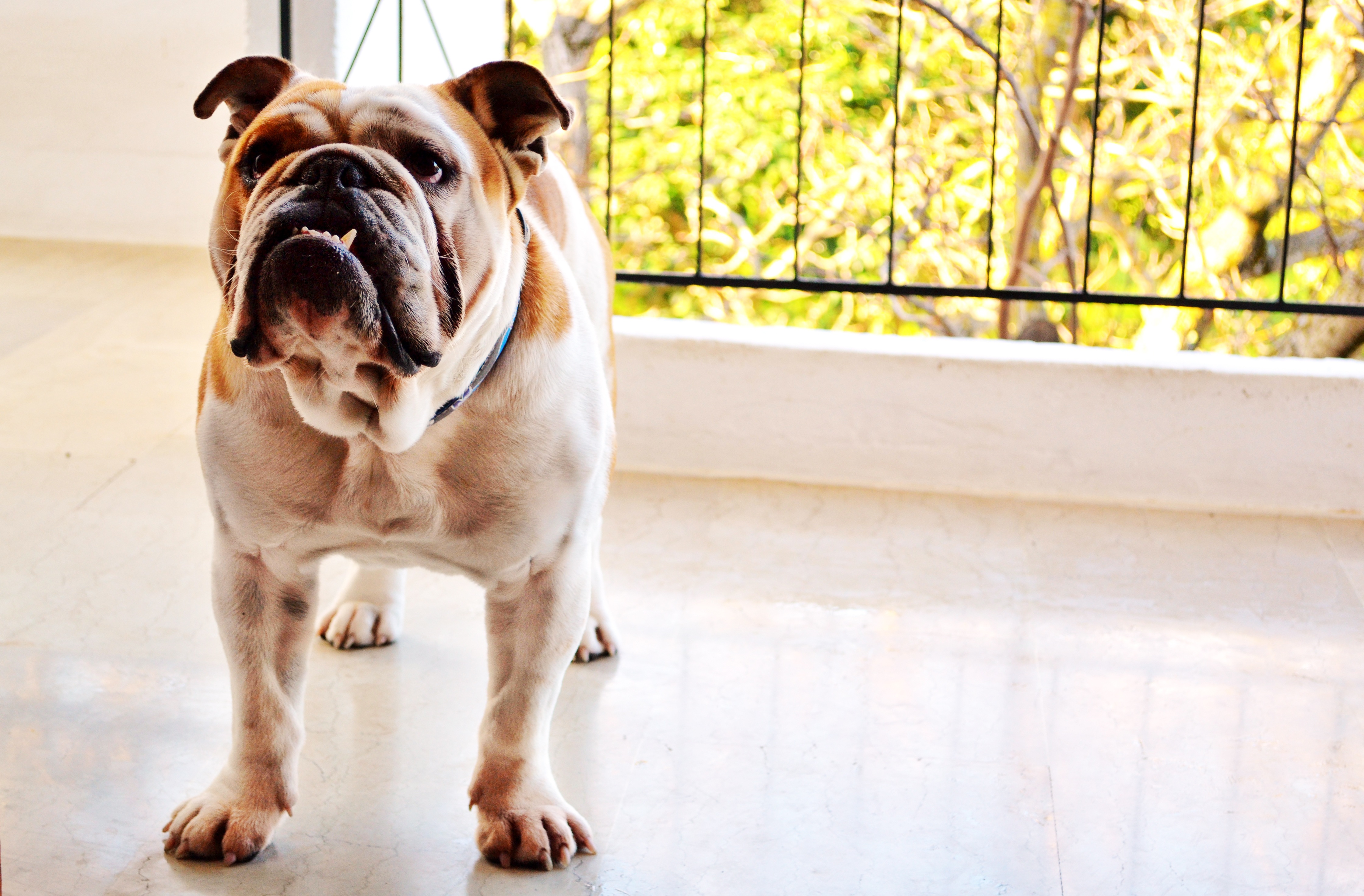 Free photo Adult British Bulldog