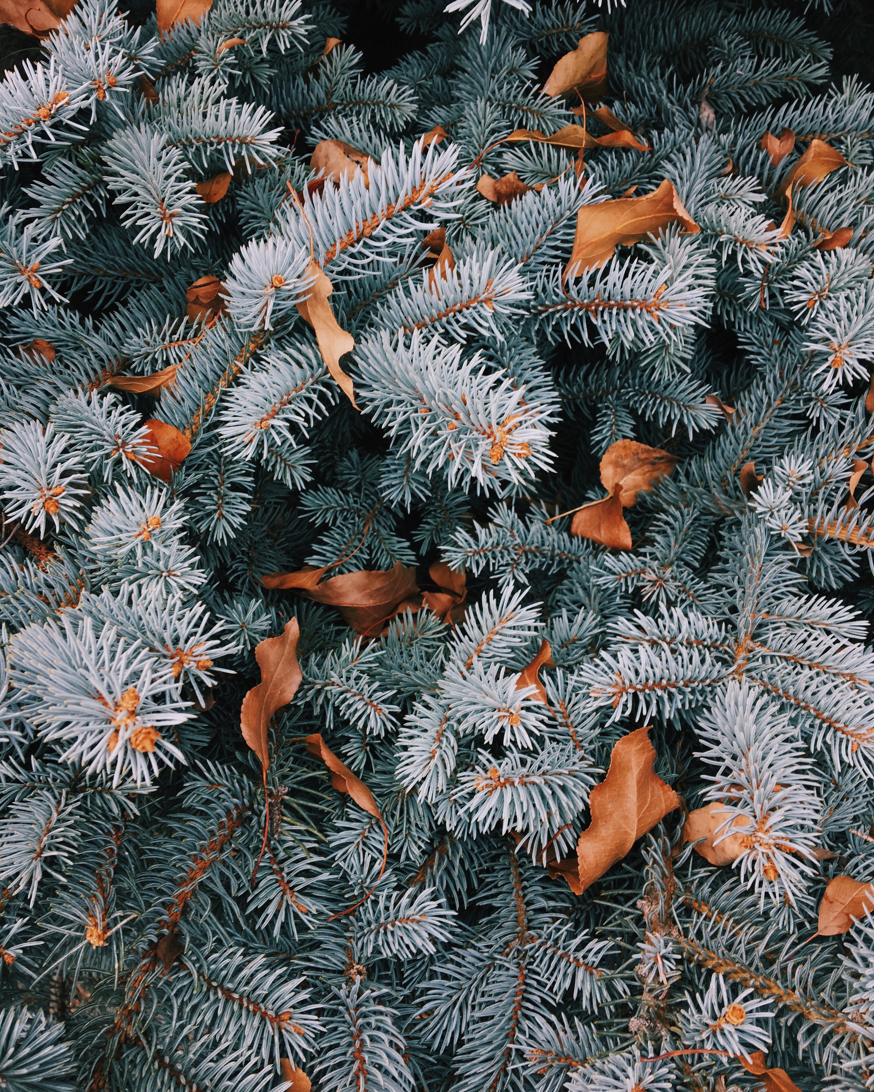 Free photo Sprigs with pine needles