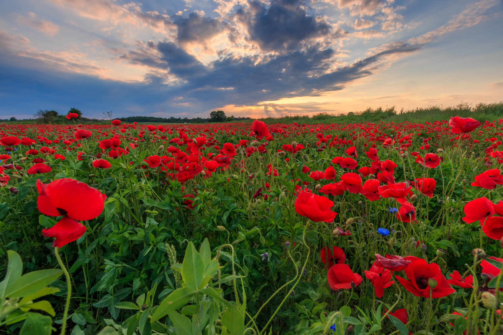 Wallpapers flowers poppies flora on the desktop