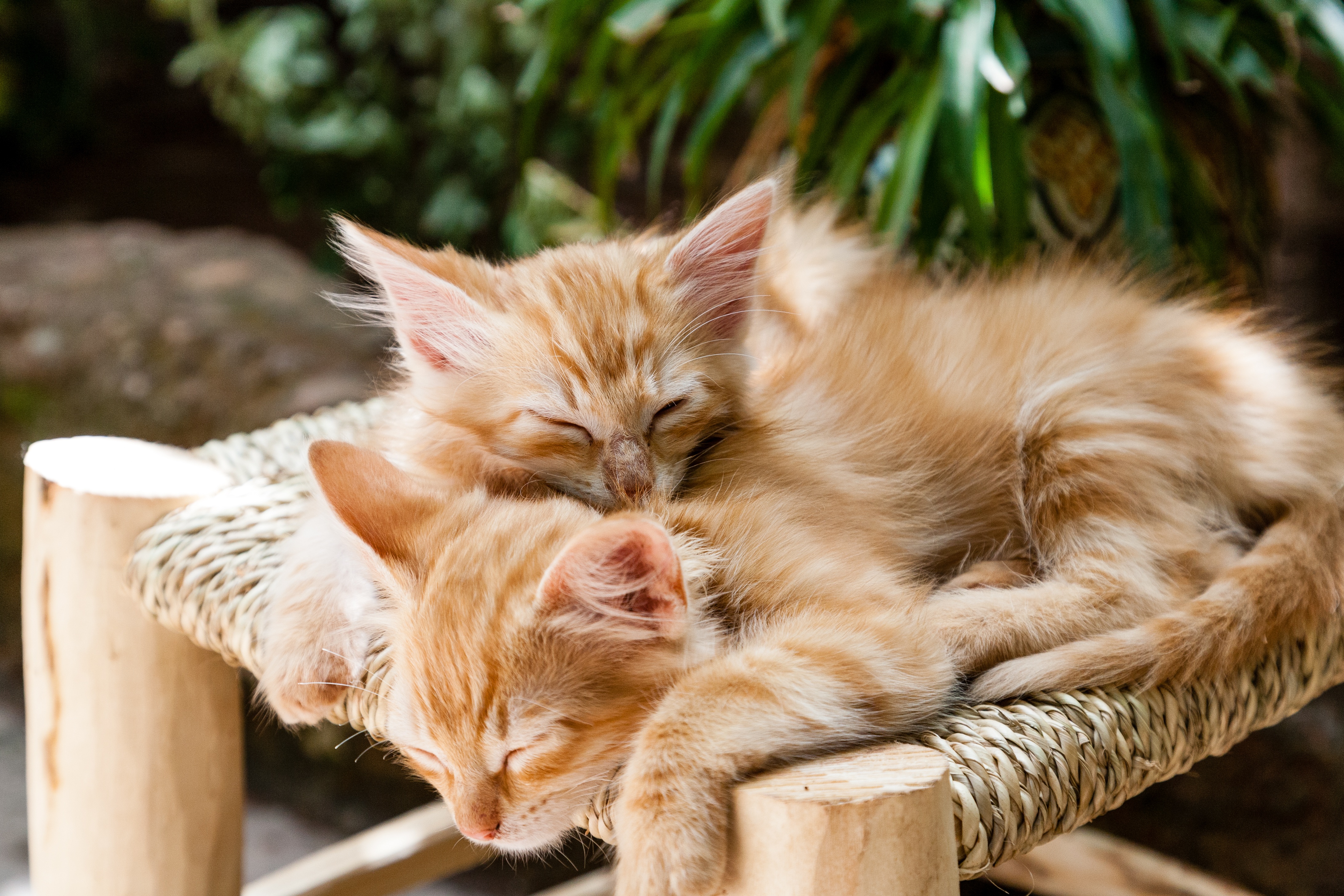 两只姜黄色的小猫在睡觉