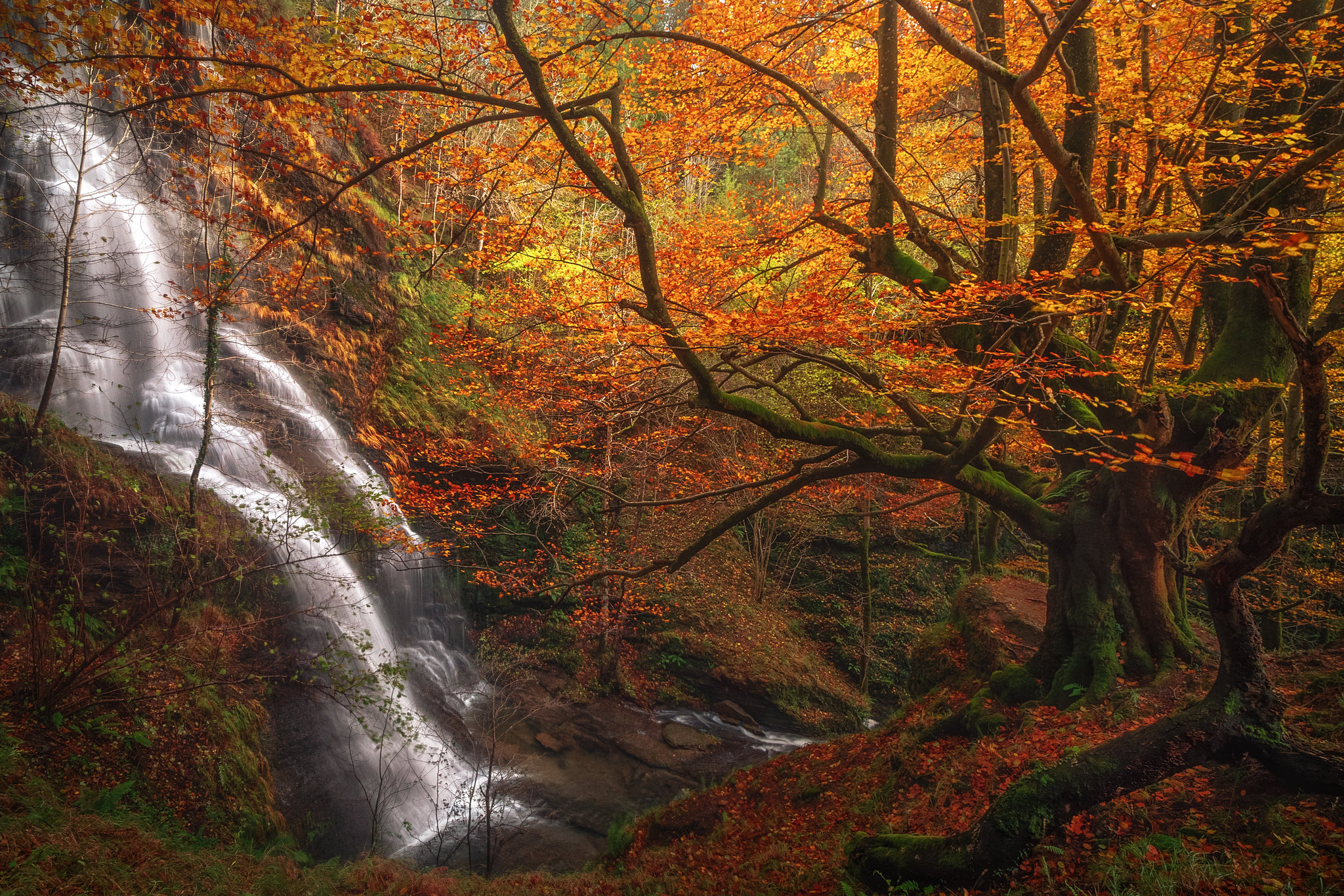 Free photo Photo of autumn, forest - wallpaper on the table