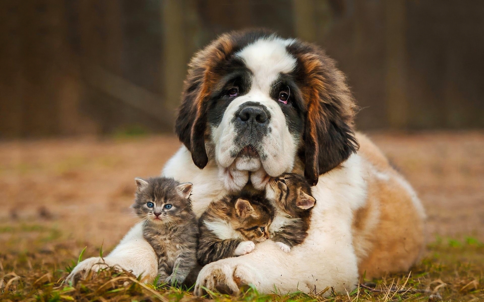 桌面上的壁纸狗 小猫 犬种