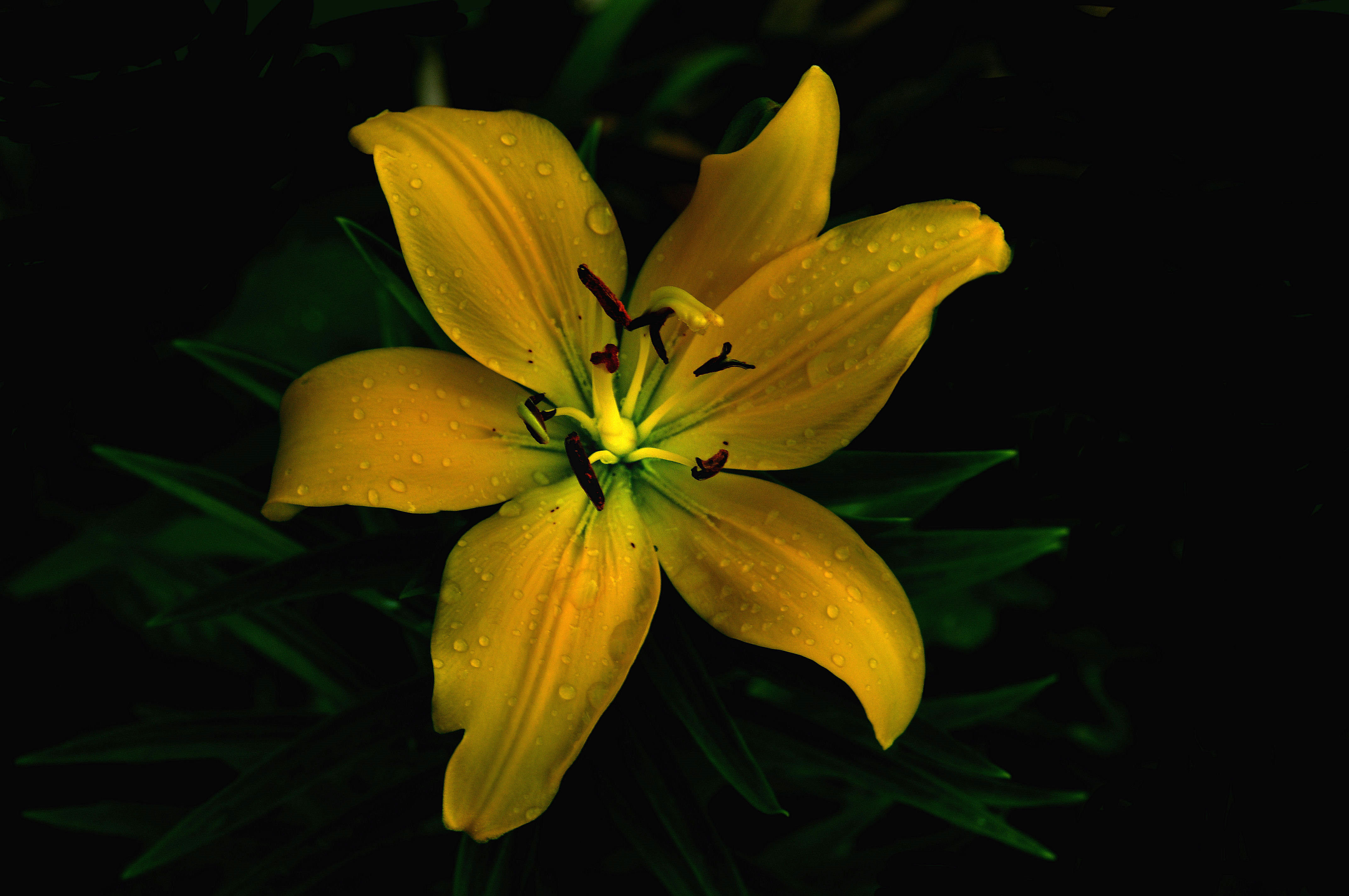 Wallpapers lilyt yellow flower flower on the desktop