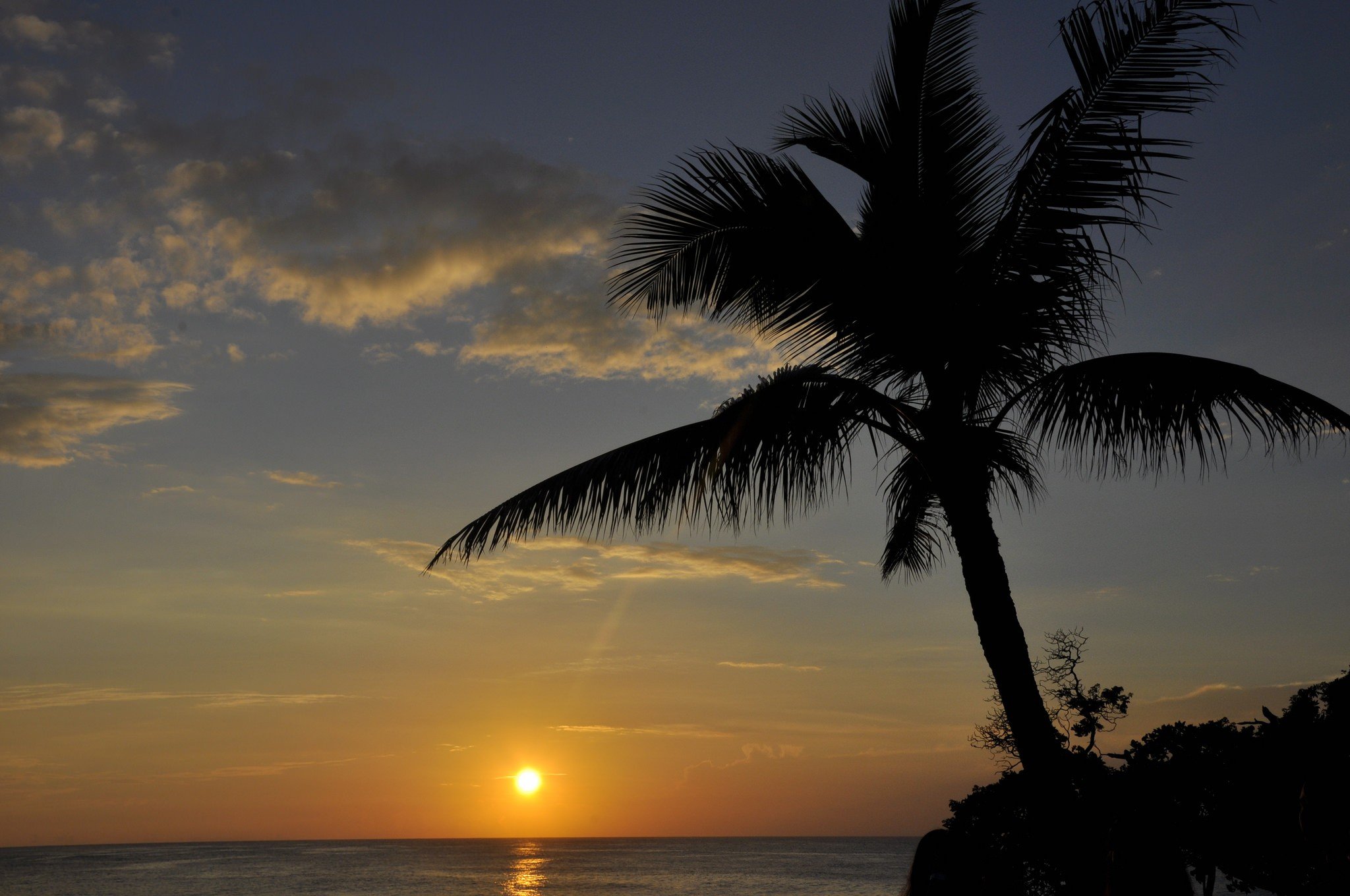 Free photo The silhouette of a palm tree at sunset