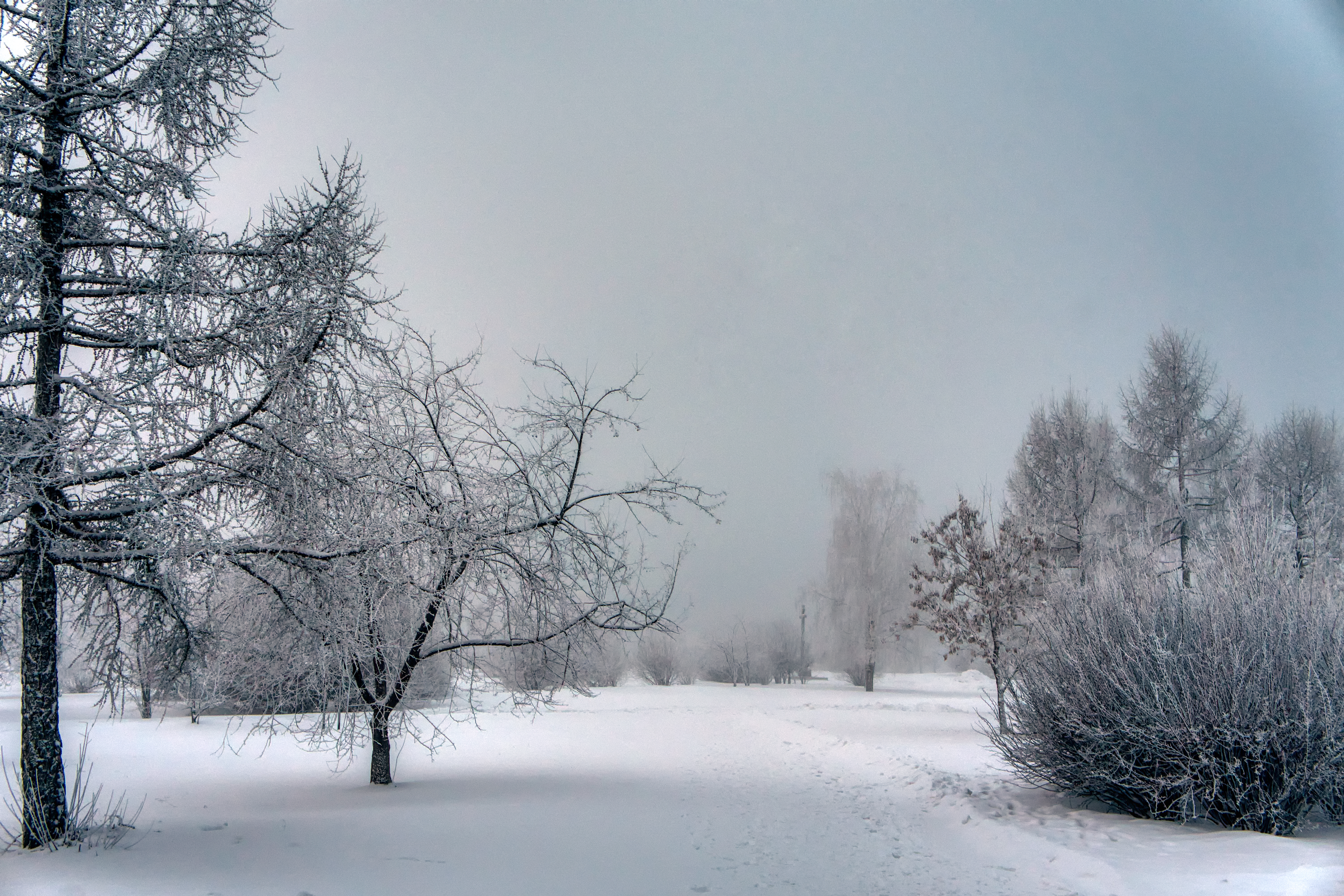 Free photo Winter nature in overcast weather