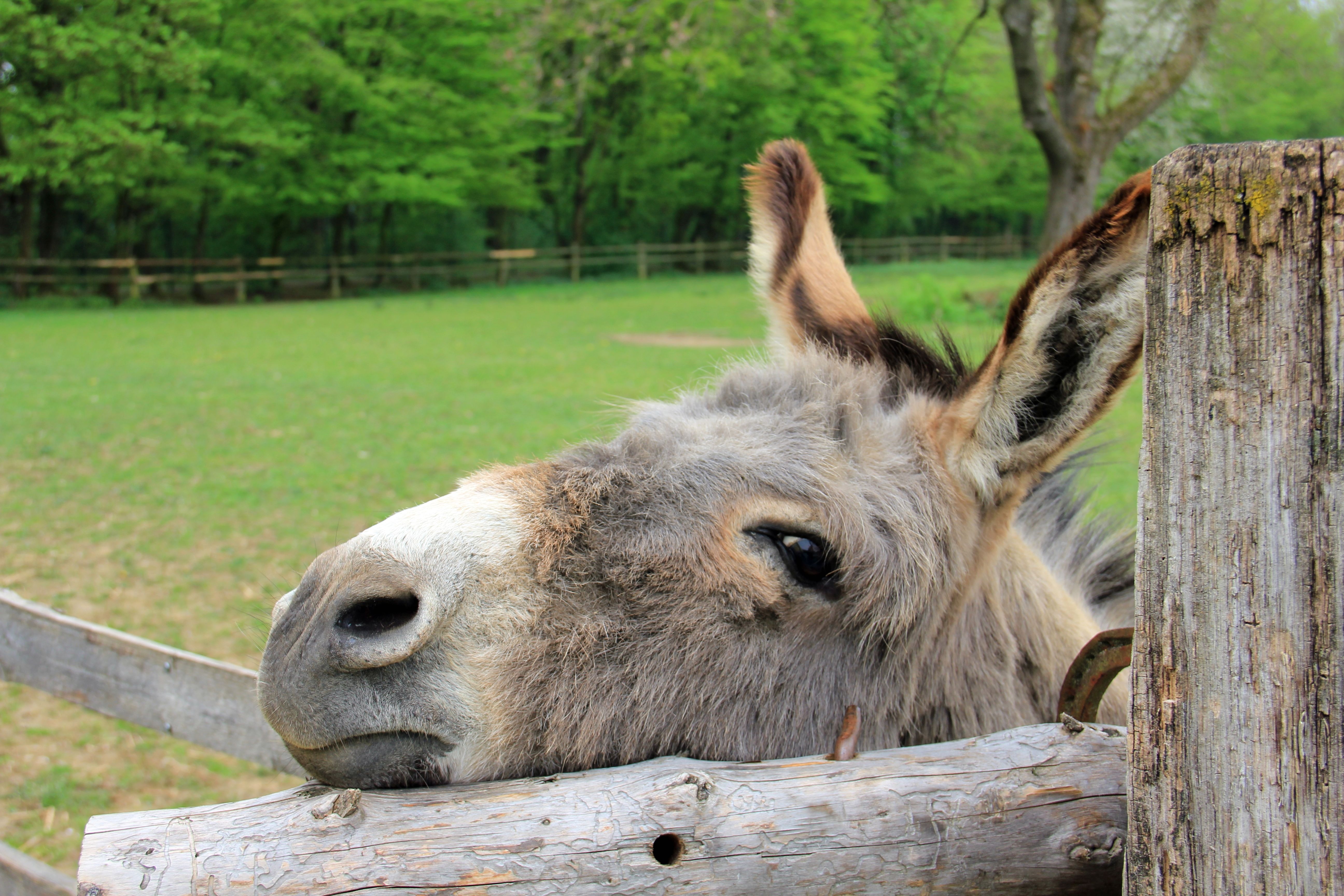 Free photo A bored Donkey in the pasture put his head on the fence