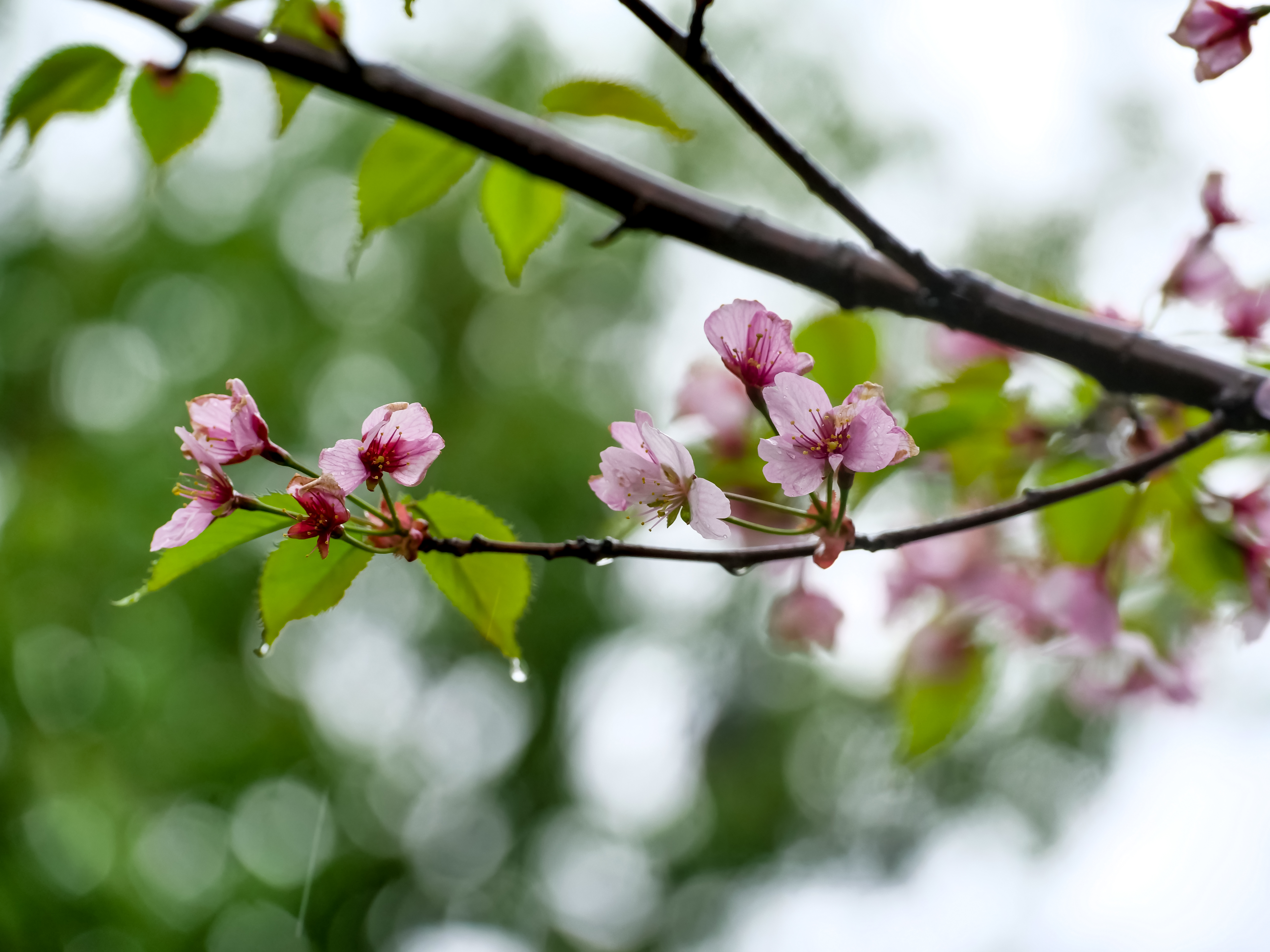 免费照片雨中树枝上的粉色花朵