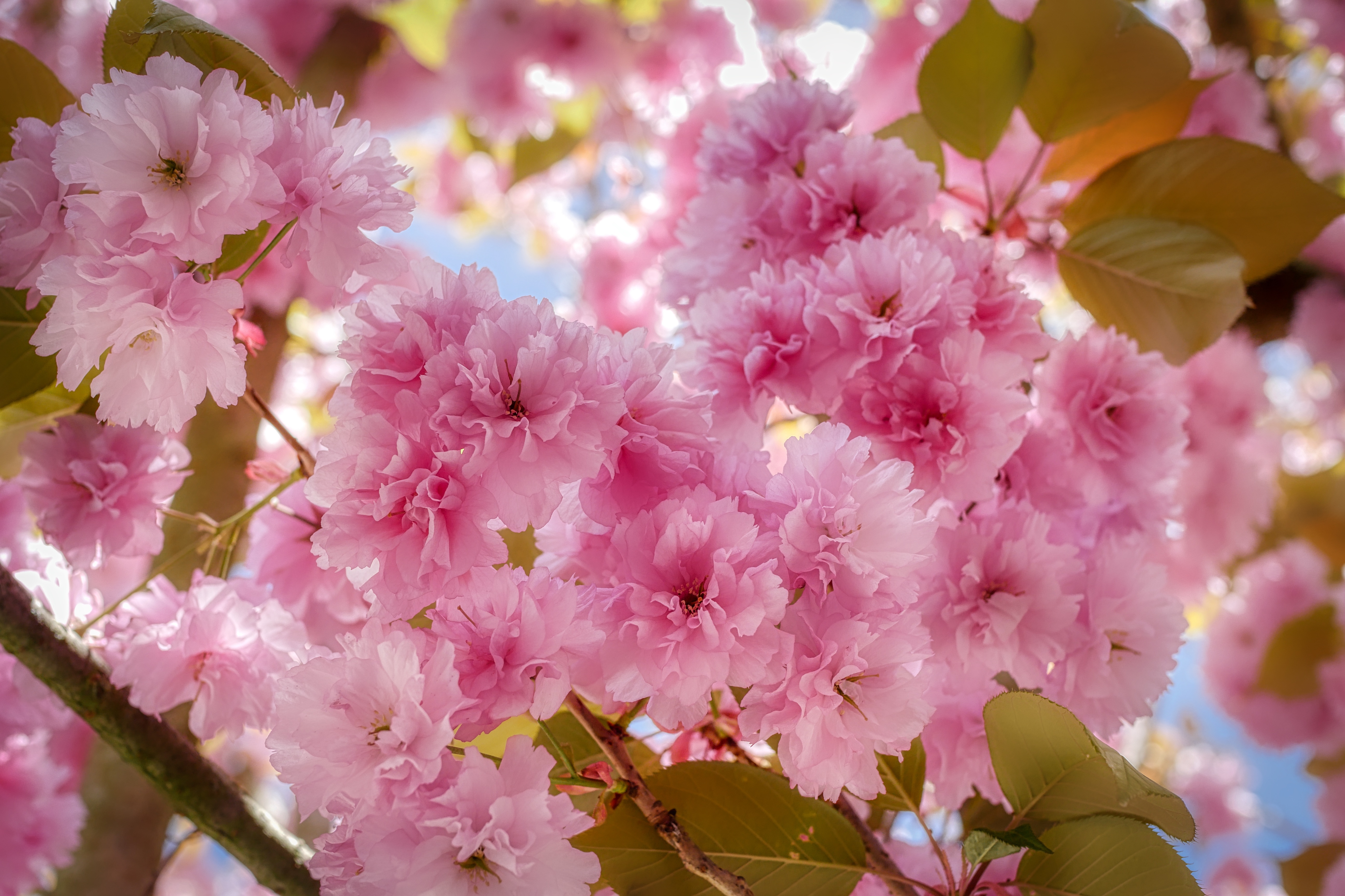 Wallpapers rose petals flora tree on the desktop