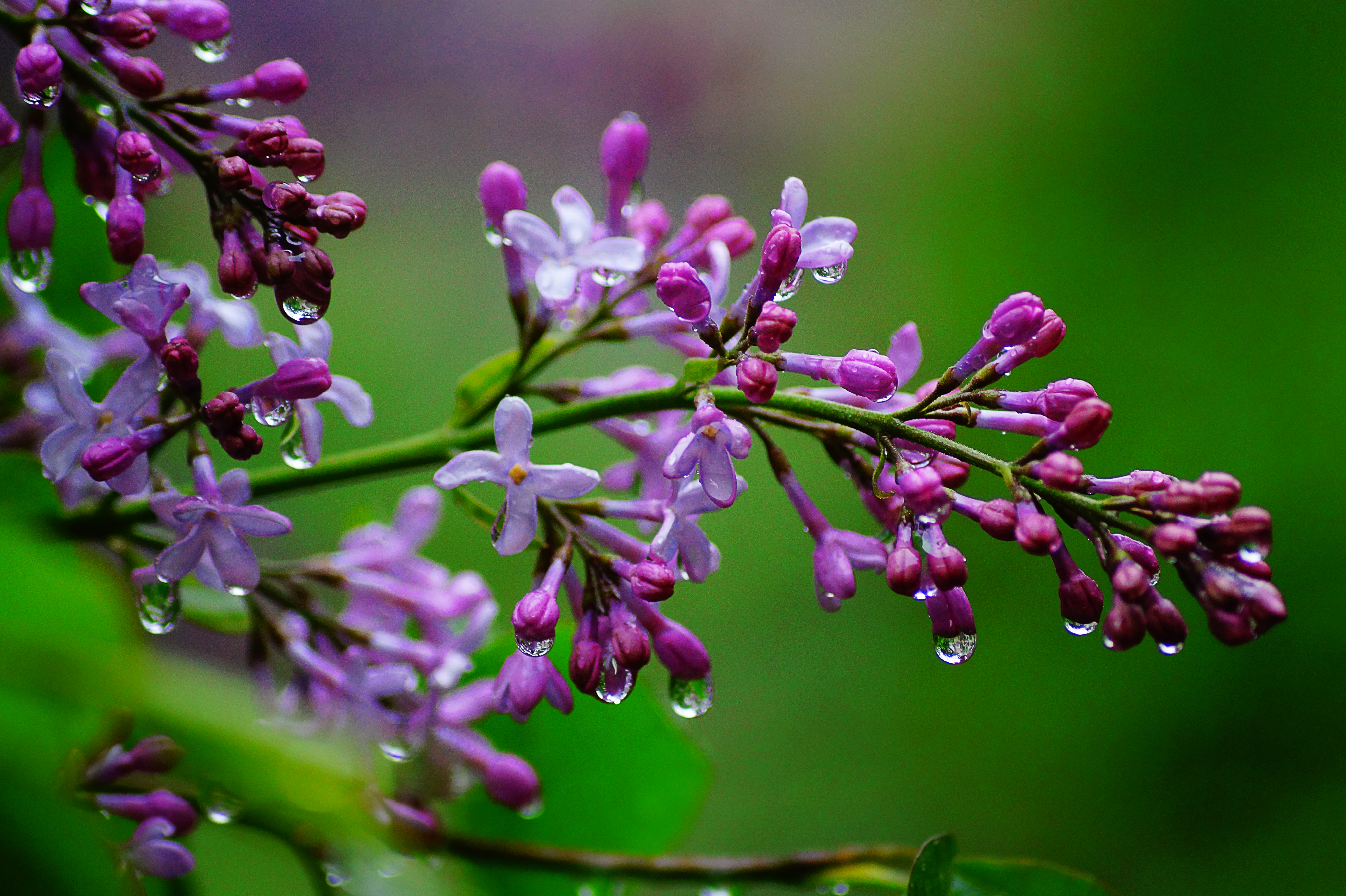 Wallpapers flowers macro branch on the desktop