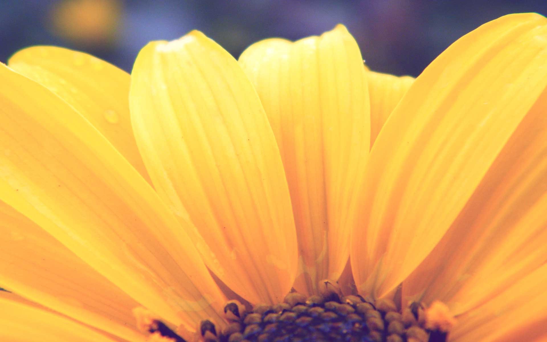 Wallpapers sunlight flowers yellow flowers on the desktop