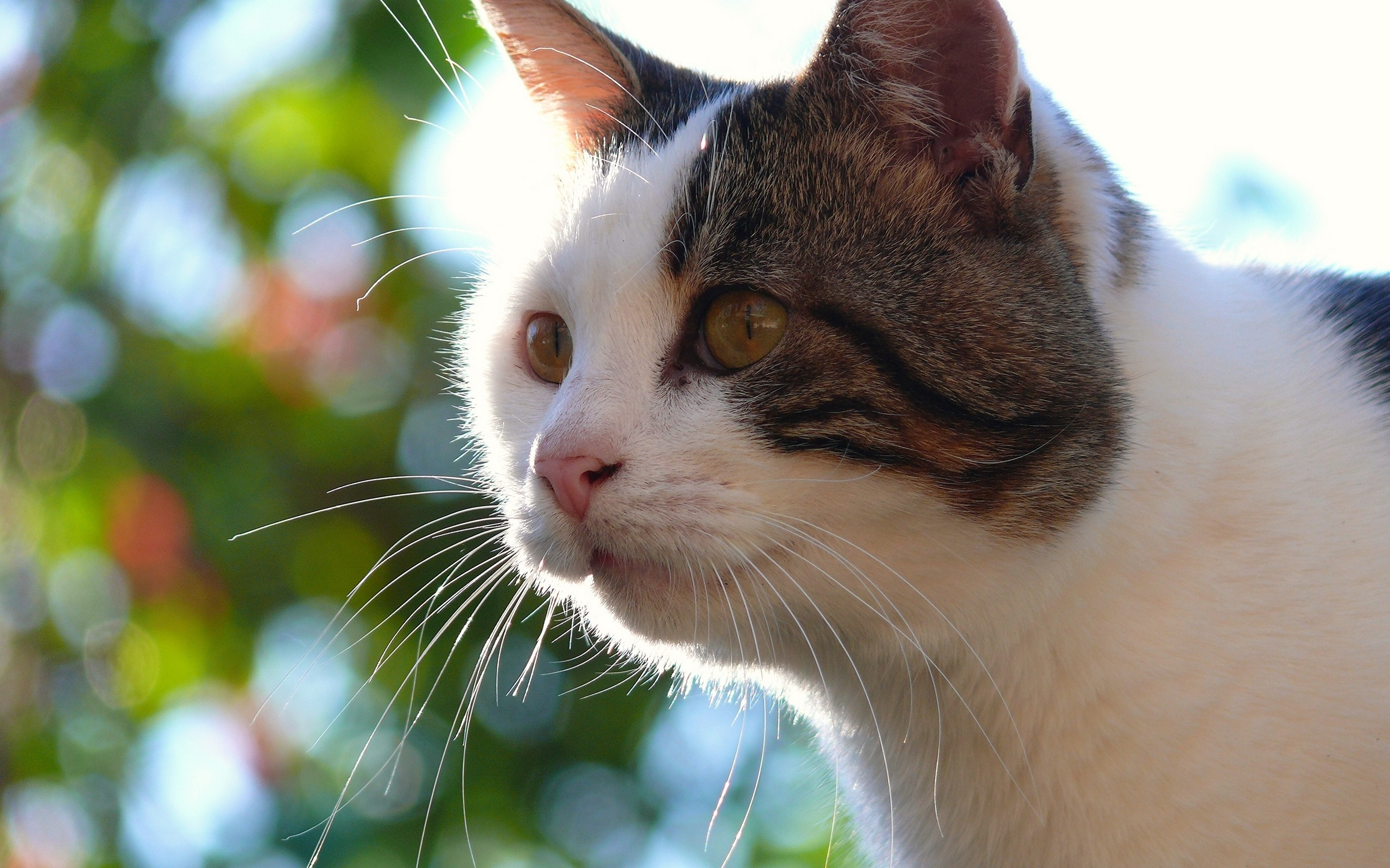 Free photo Mysterious cat