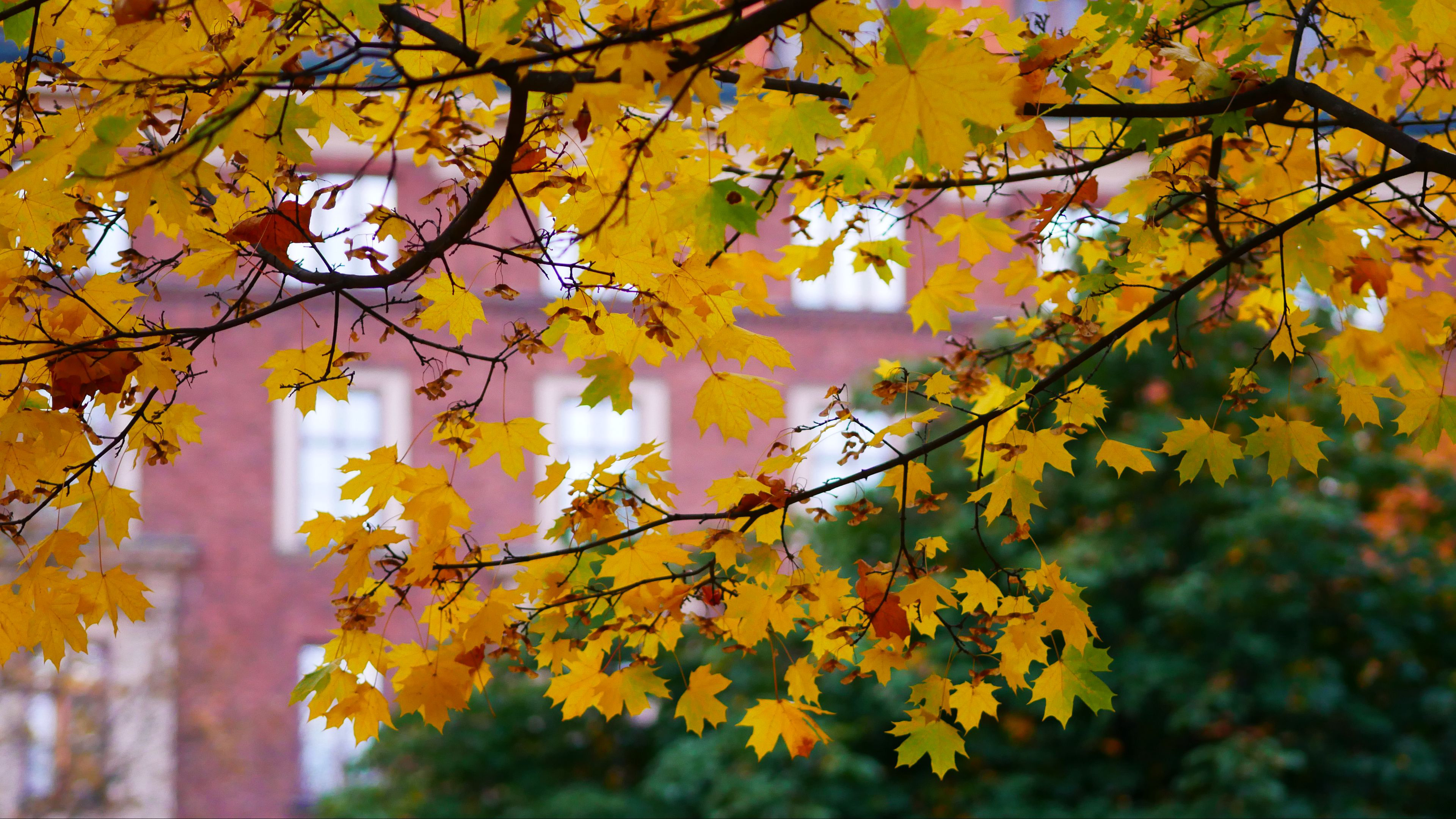 免费照片初秋的黄枫叶