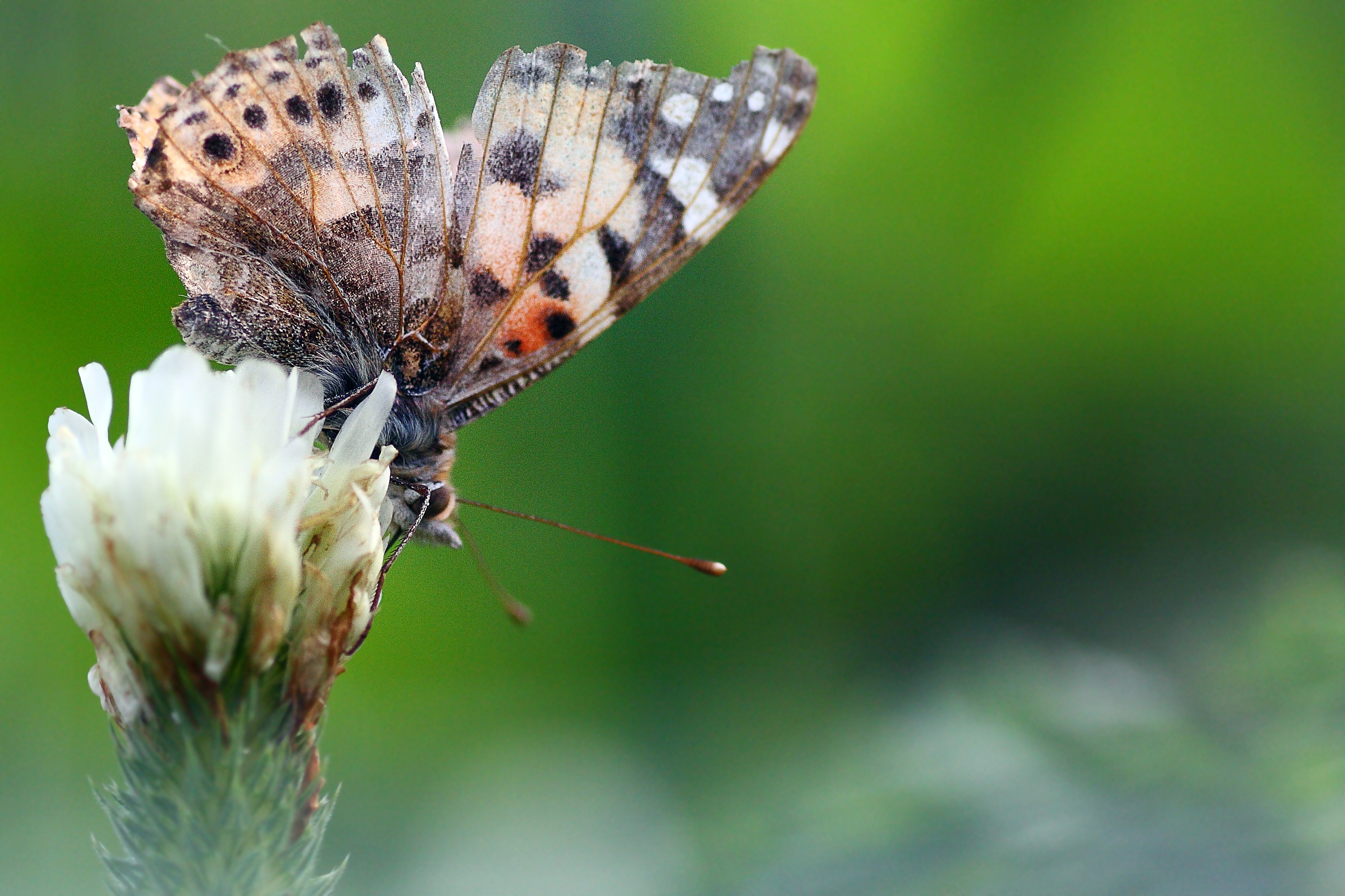 Wallpapers butterfly insect butterflies and moths on the desktop