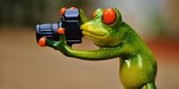 Лягушка фотографирует