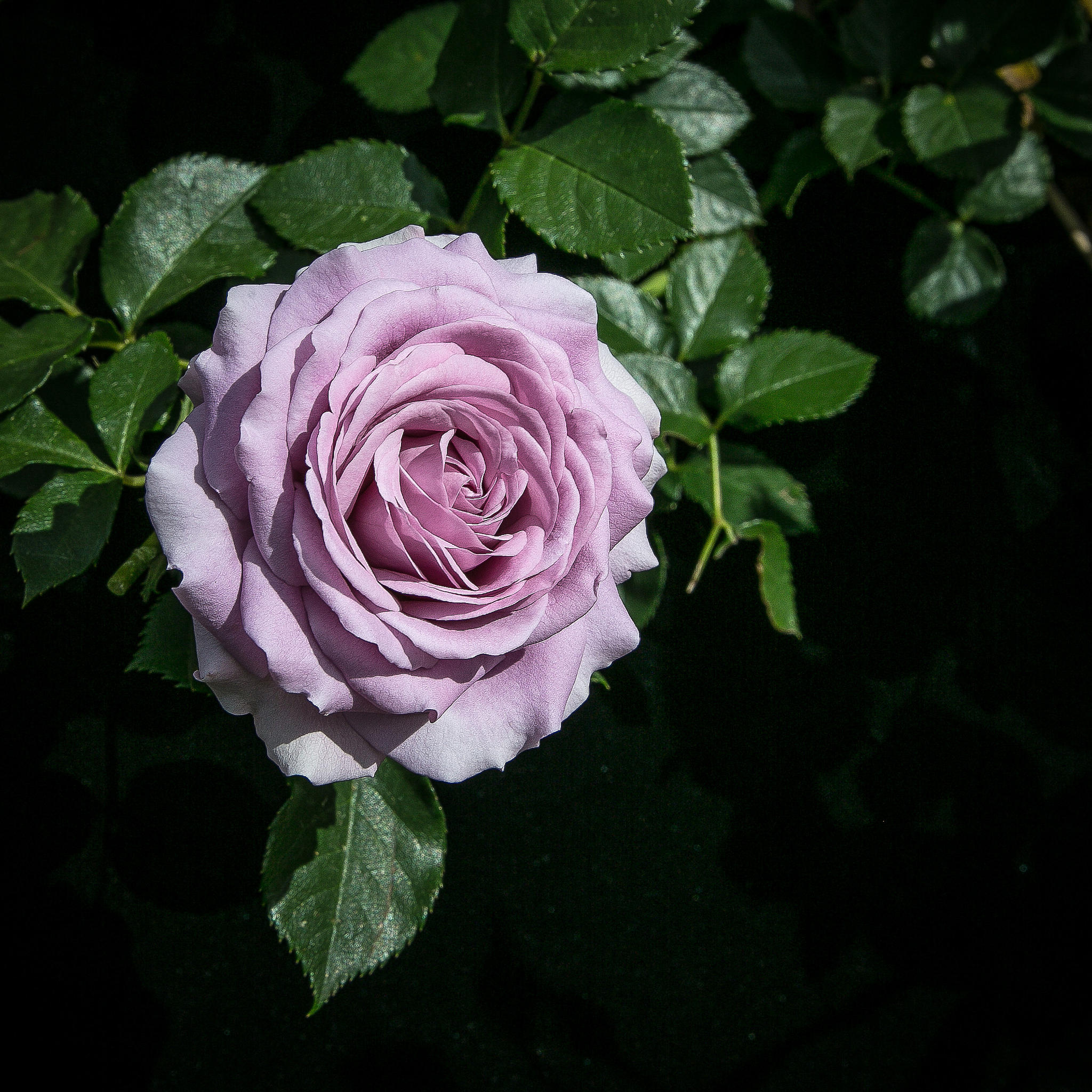 Wallpapers pink rose pink petals flora on the desktop