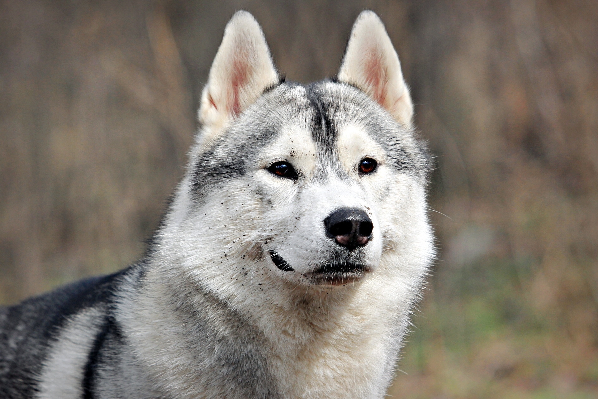 Free photo A dog that looks like a wolf