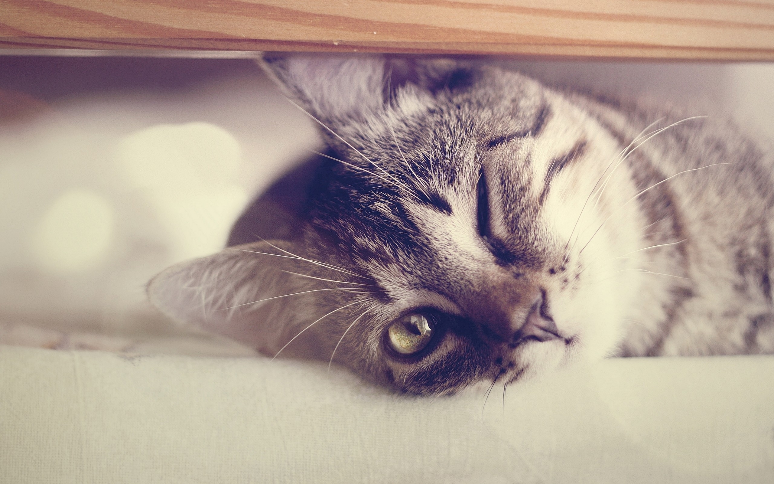 Бесплатное фото Кот подмигивает хозяину