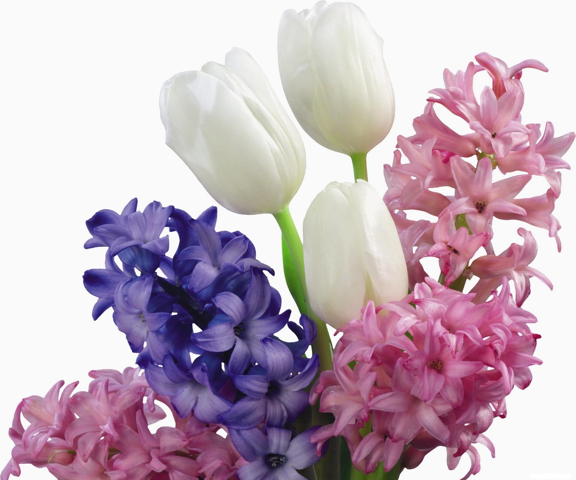 白色背景上美丽的白色郁金香和粉色花朵