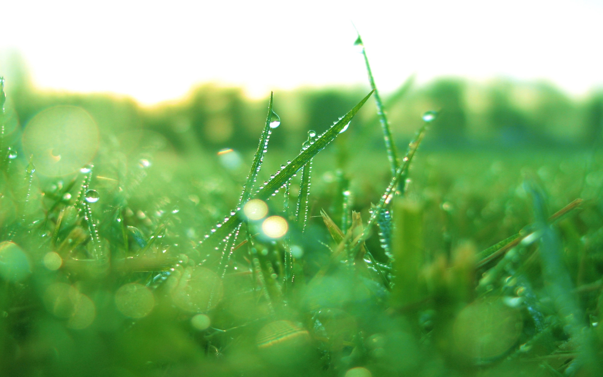 Wallpapers wallpaper grass morning dew picturesque on the desktop