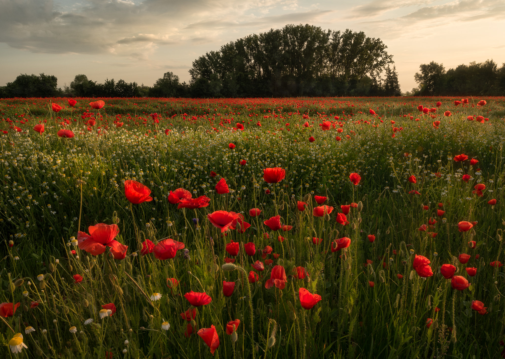 Free photo Poppy field