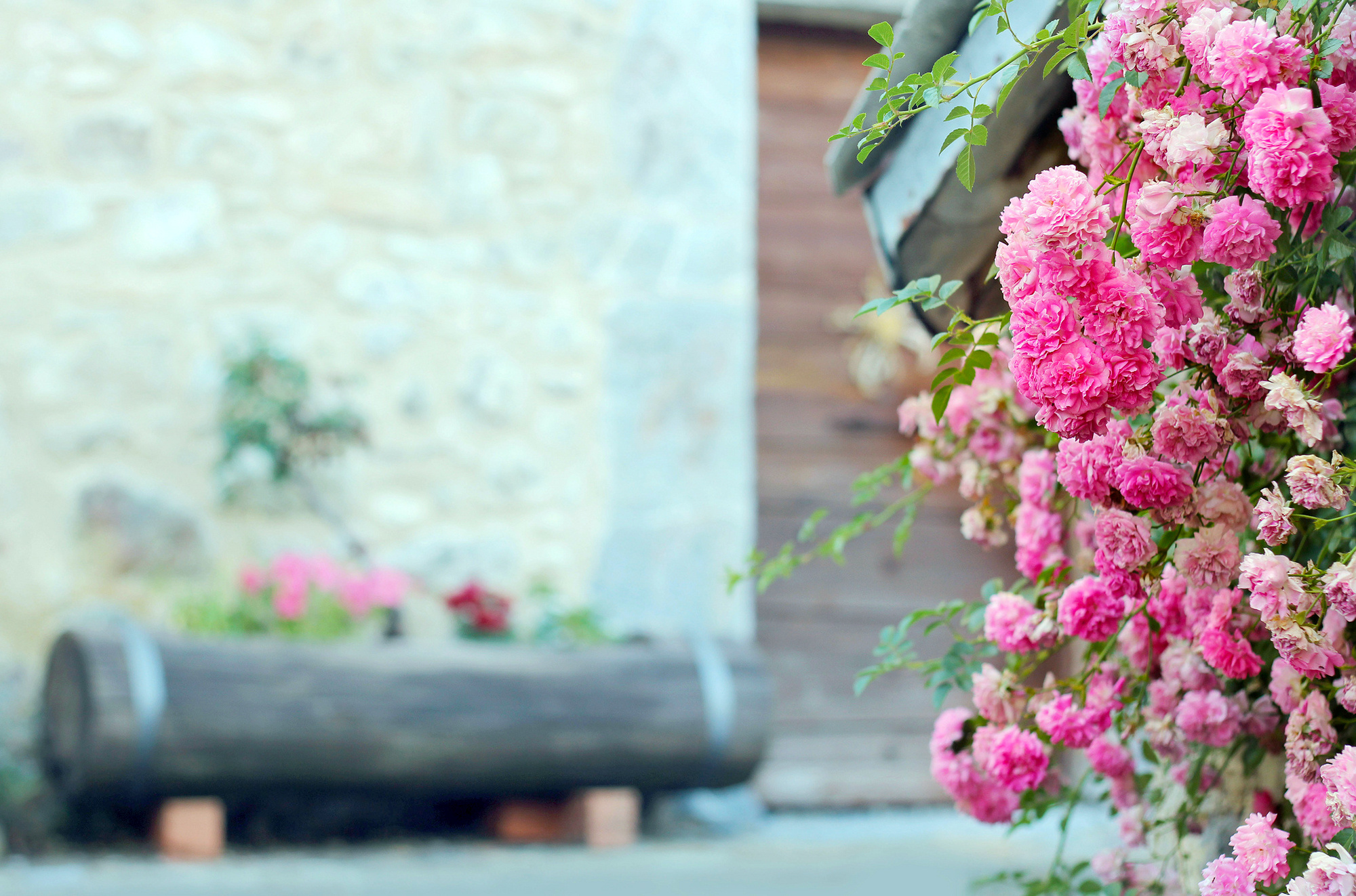 Wallpapers boke bush flowers on the desktop