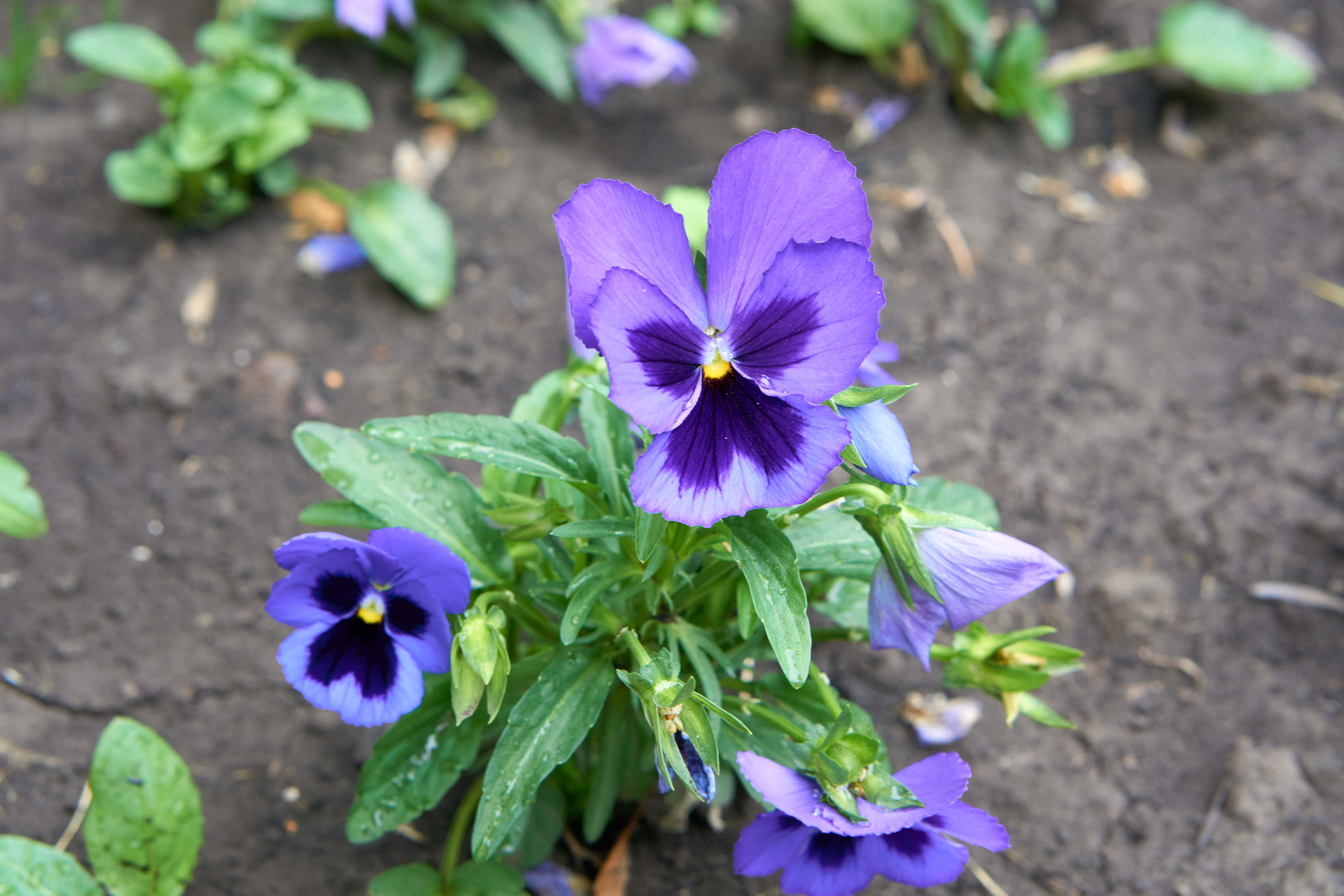 免费照片一种叫做三色堇的紫色花朵