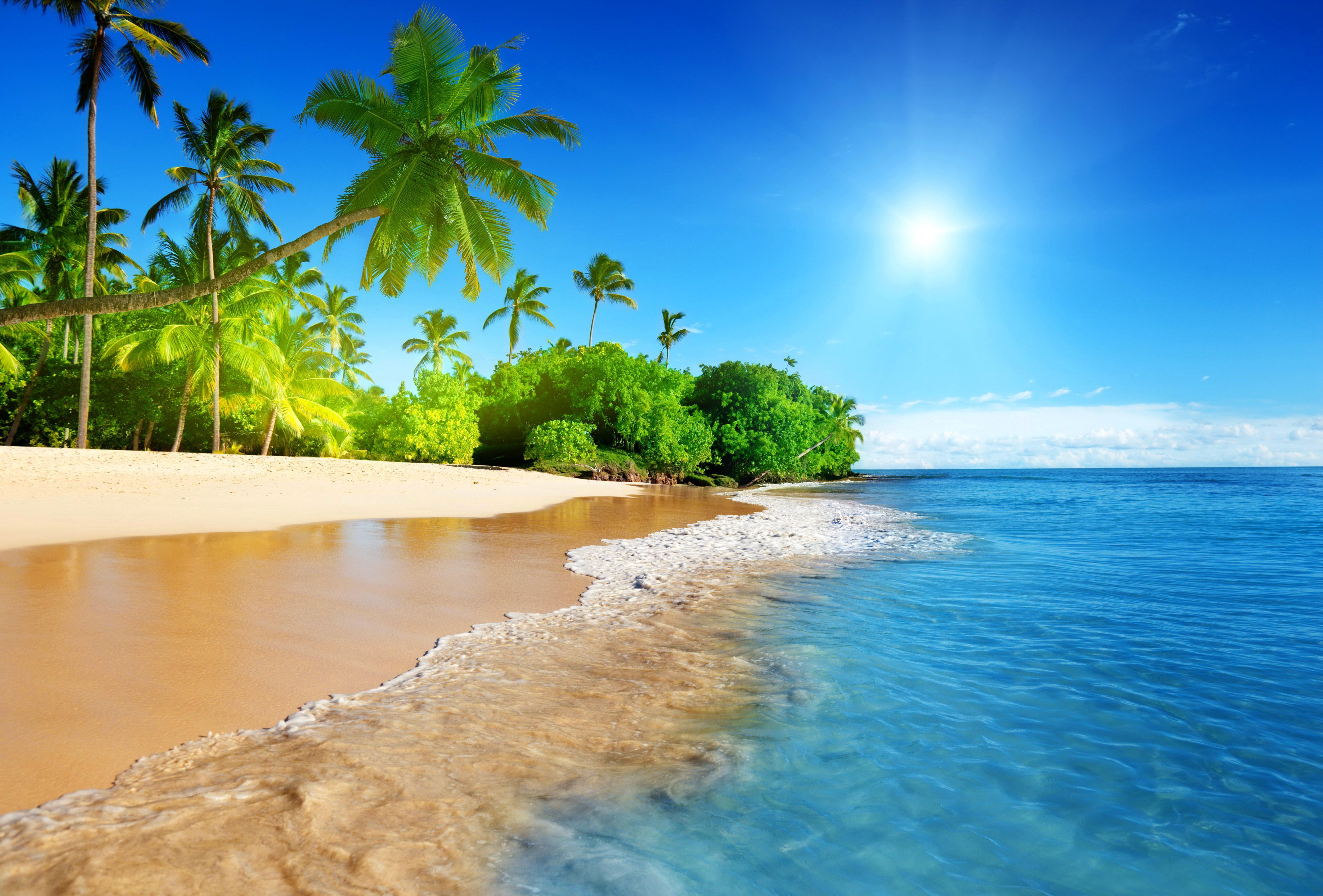 桌面上的壁纸骄阳 海滩假期 棕榈树