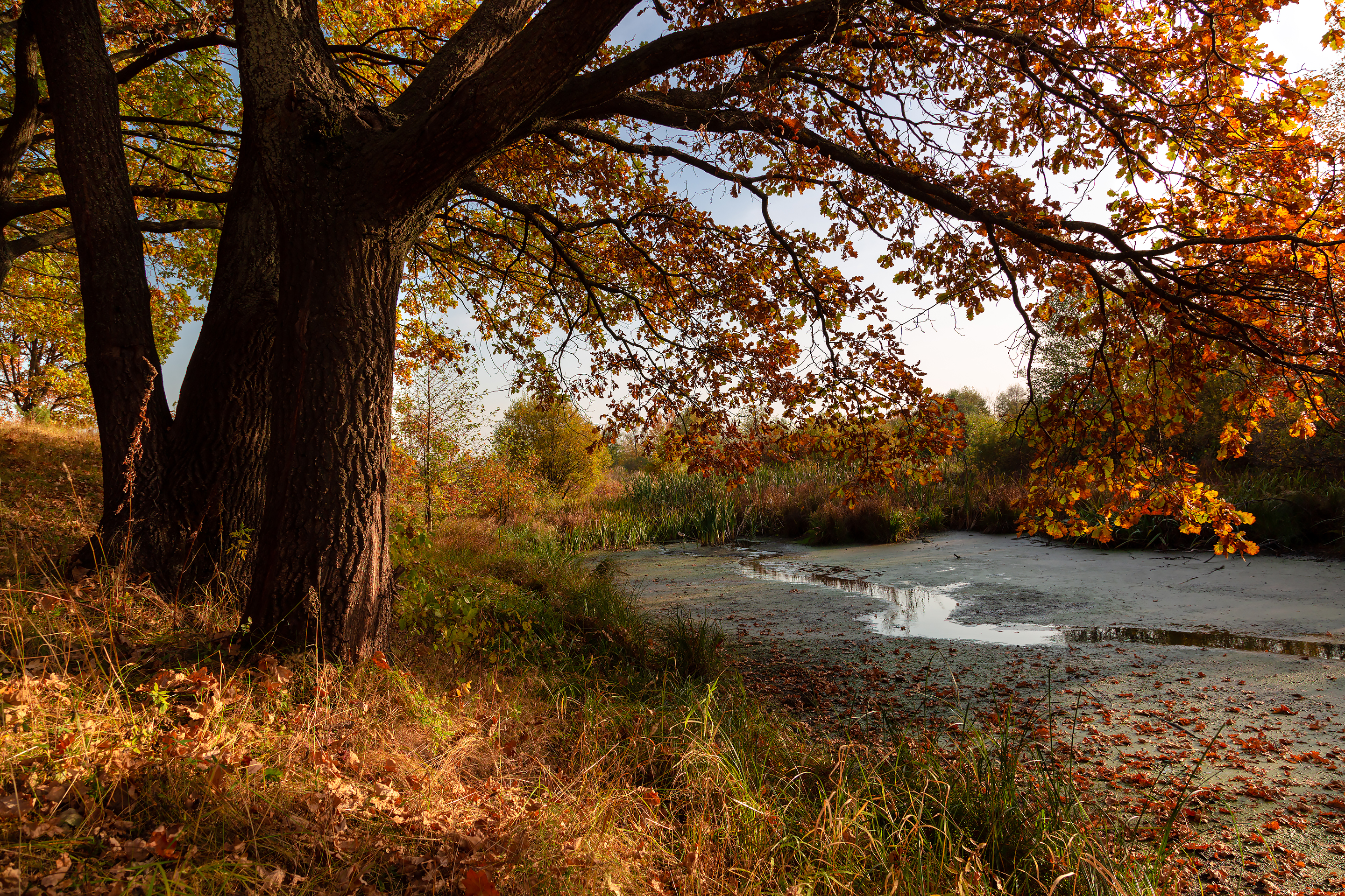 Free photo On the shore of a marshy lake