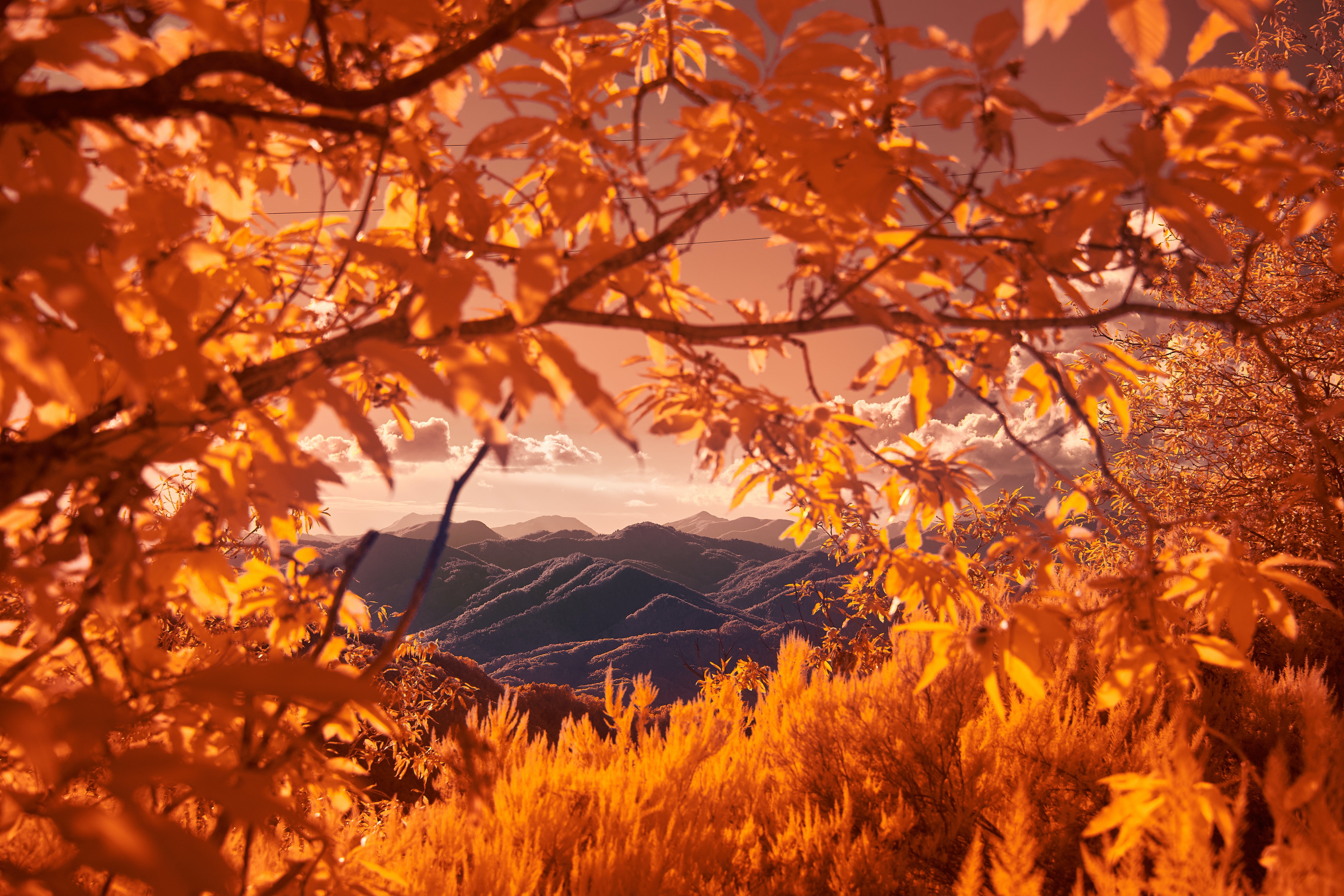 Wallpapers autumn mountains branches on the desktop