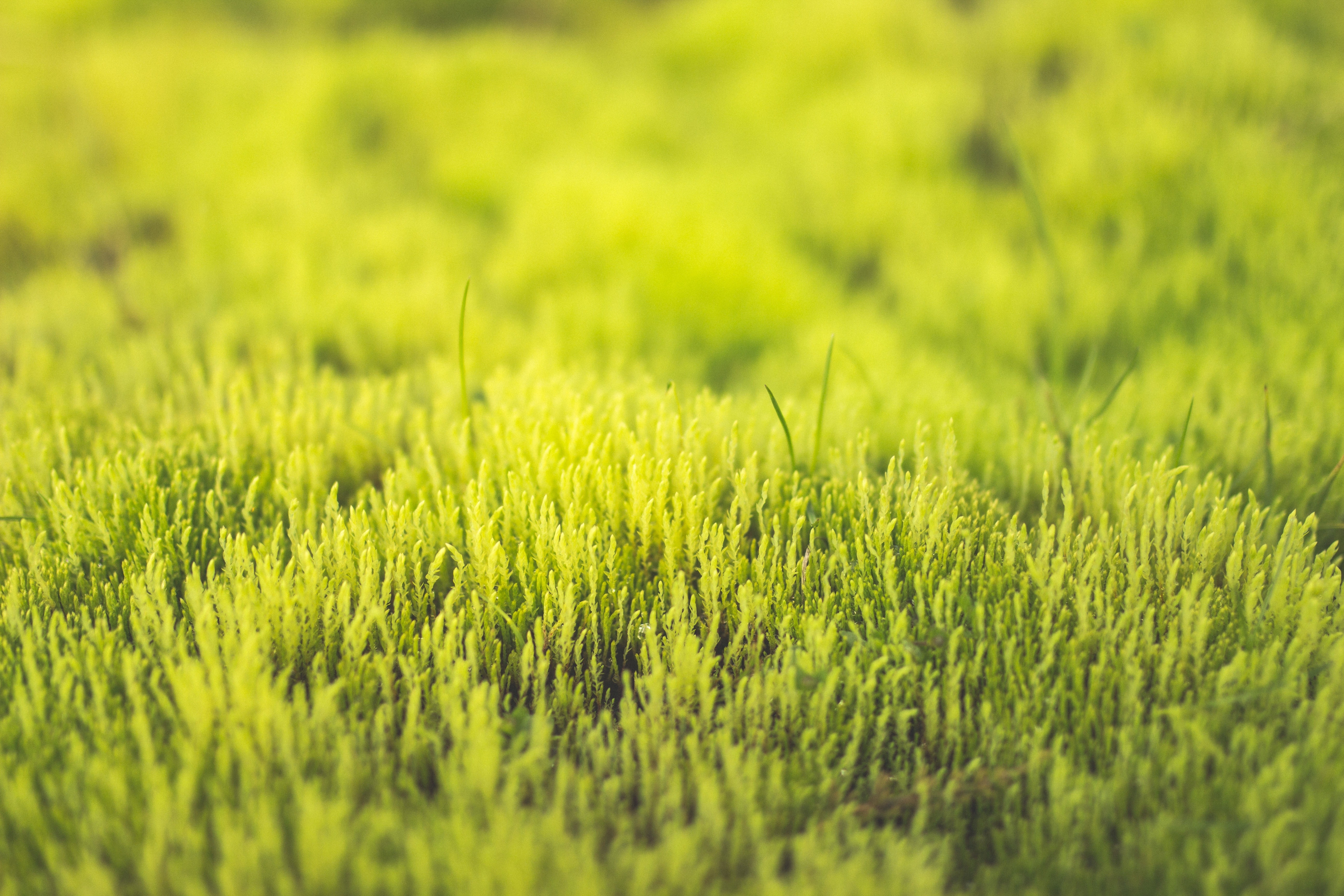 Wallpapers green grass lawn summer on the desktop