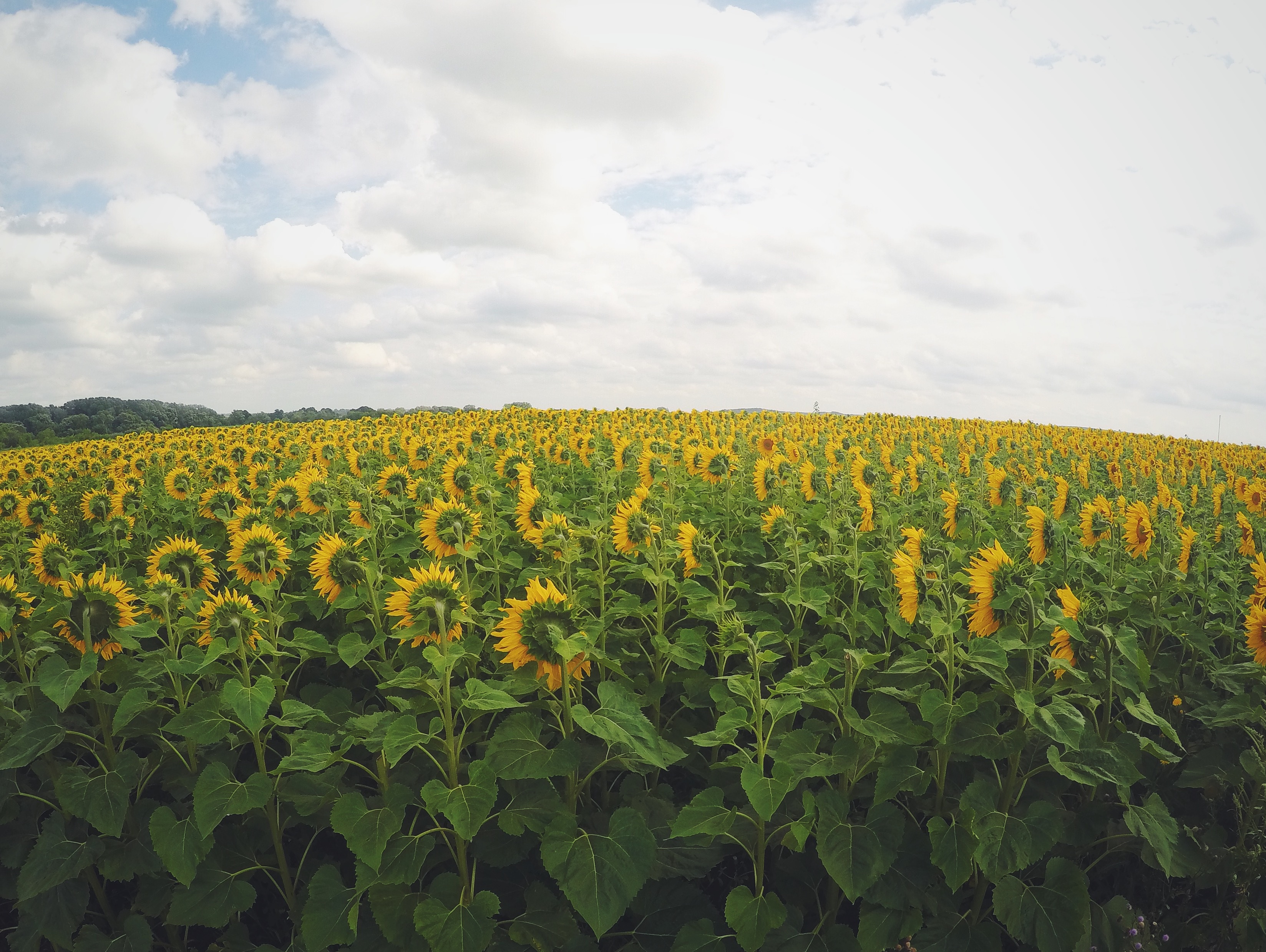 Free photo An endless field of sunflowers.