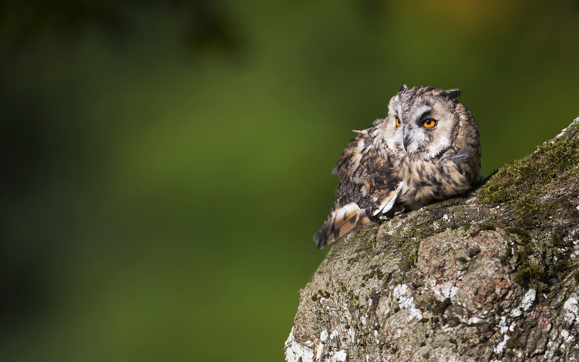 Wallpapers feathers moss eyes on the desktop