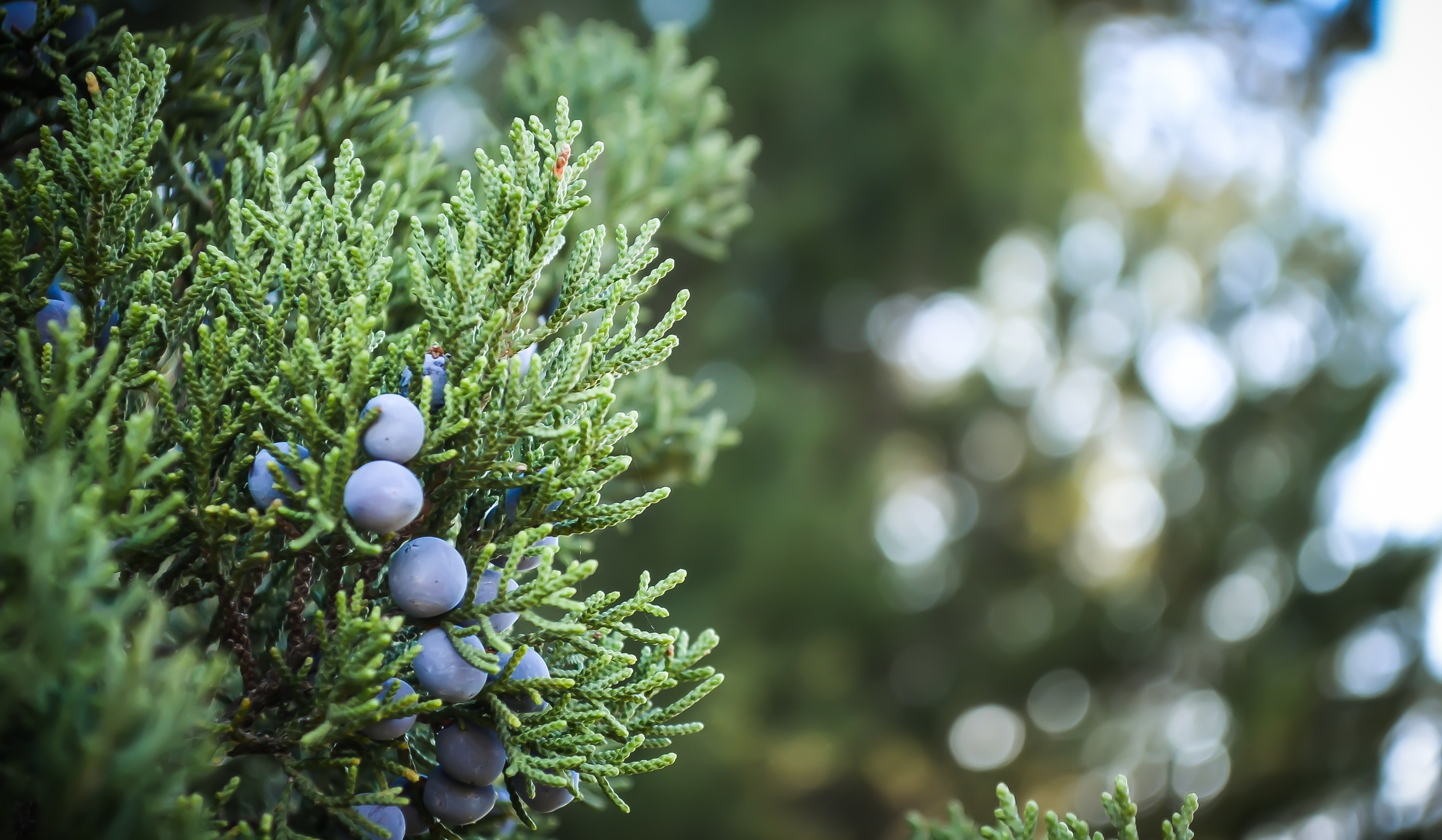 Free photo Twigs with blue berries