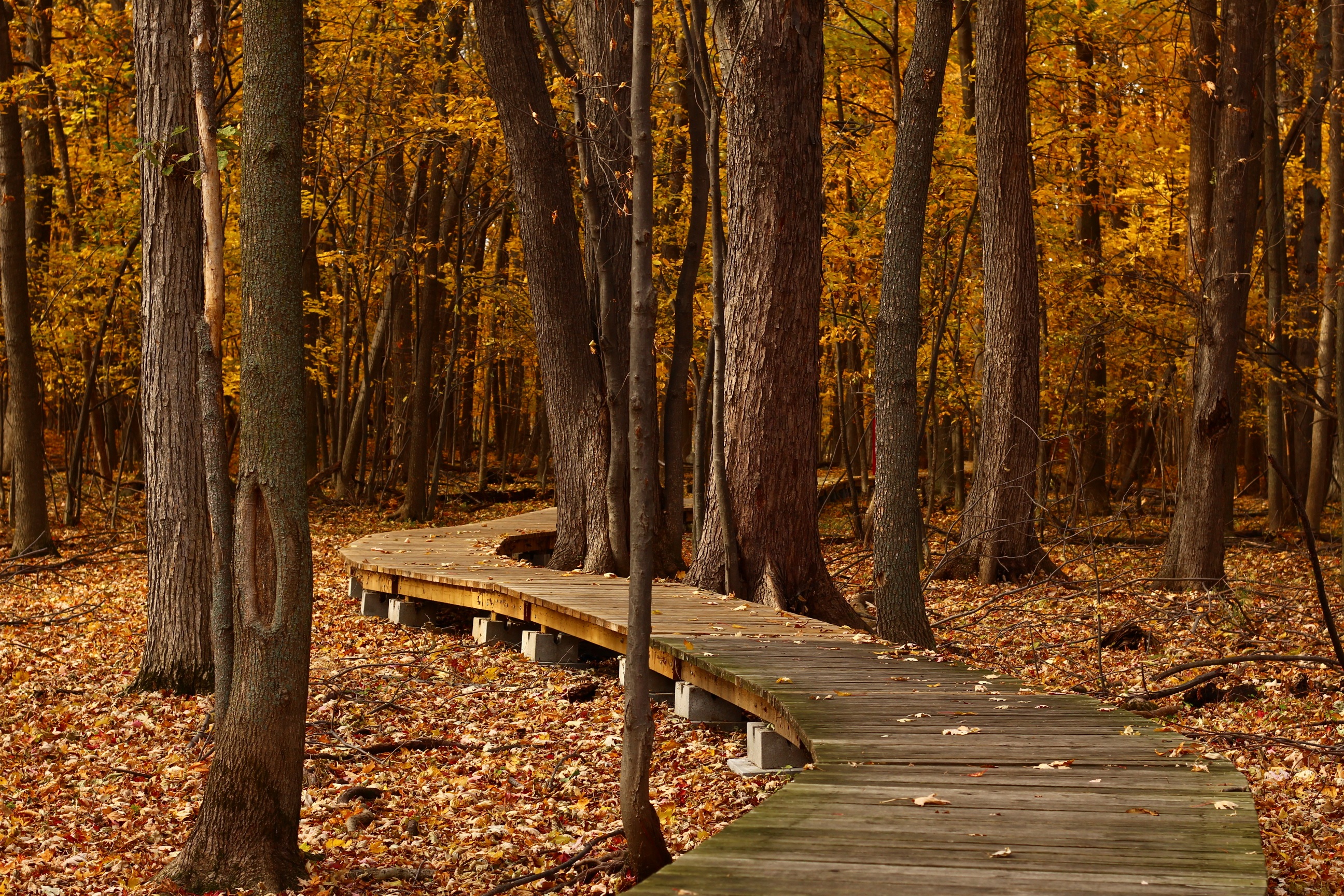 Free photo Autumn park with a bridge