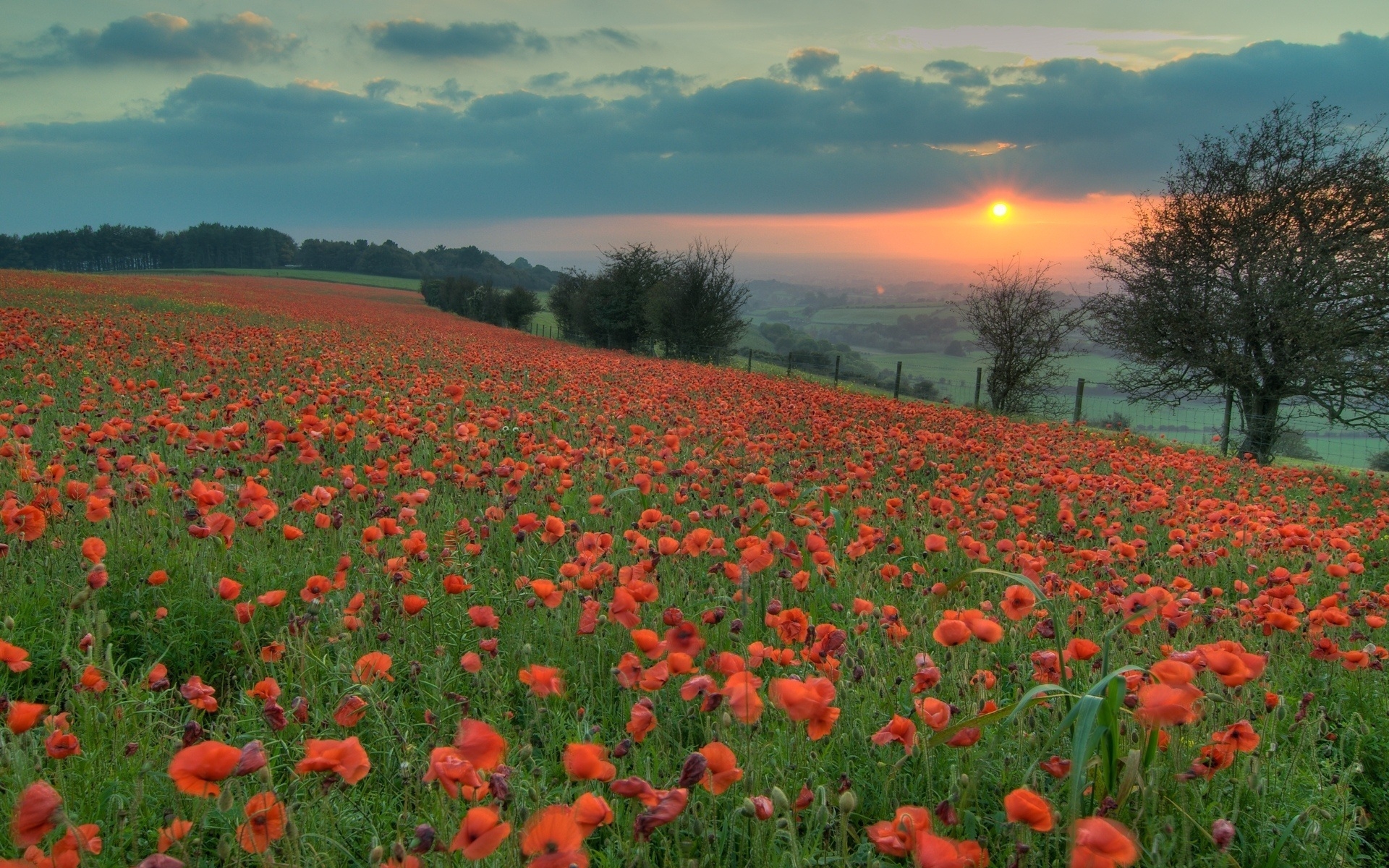 Free photo Poppy field at dawn
