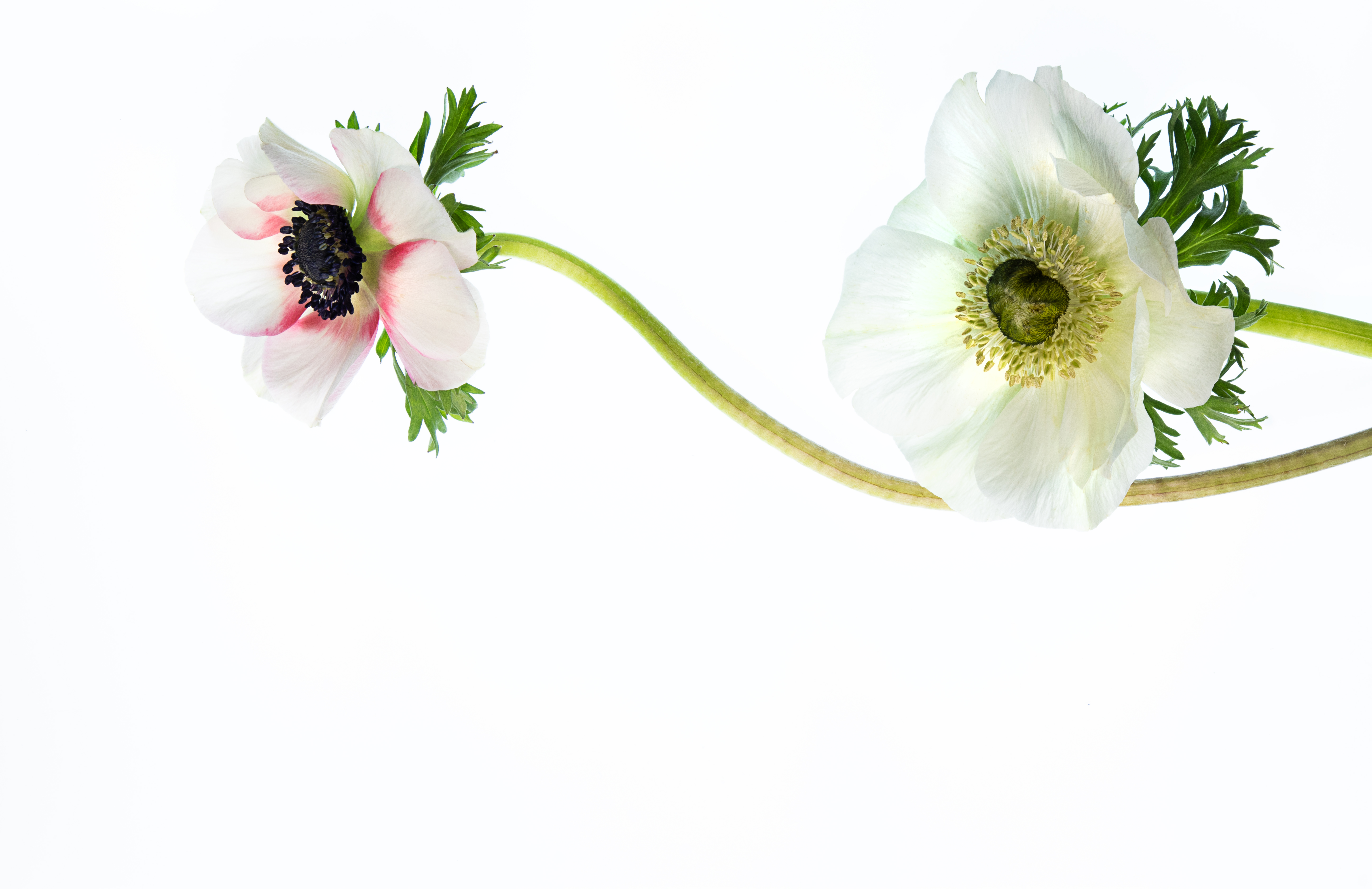 Wallpapers isolated flower white on the desktop