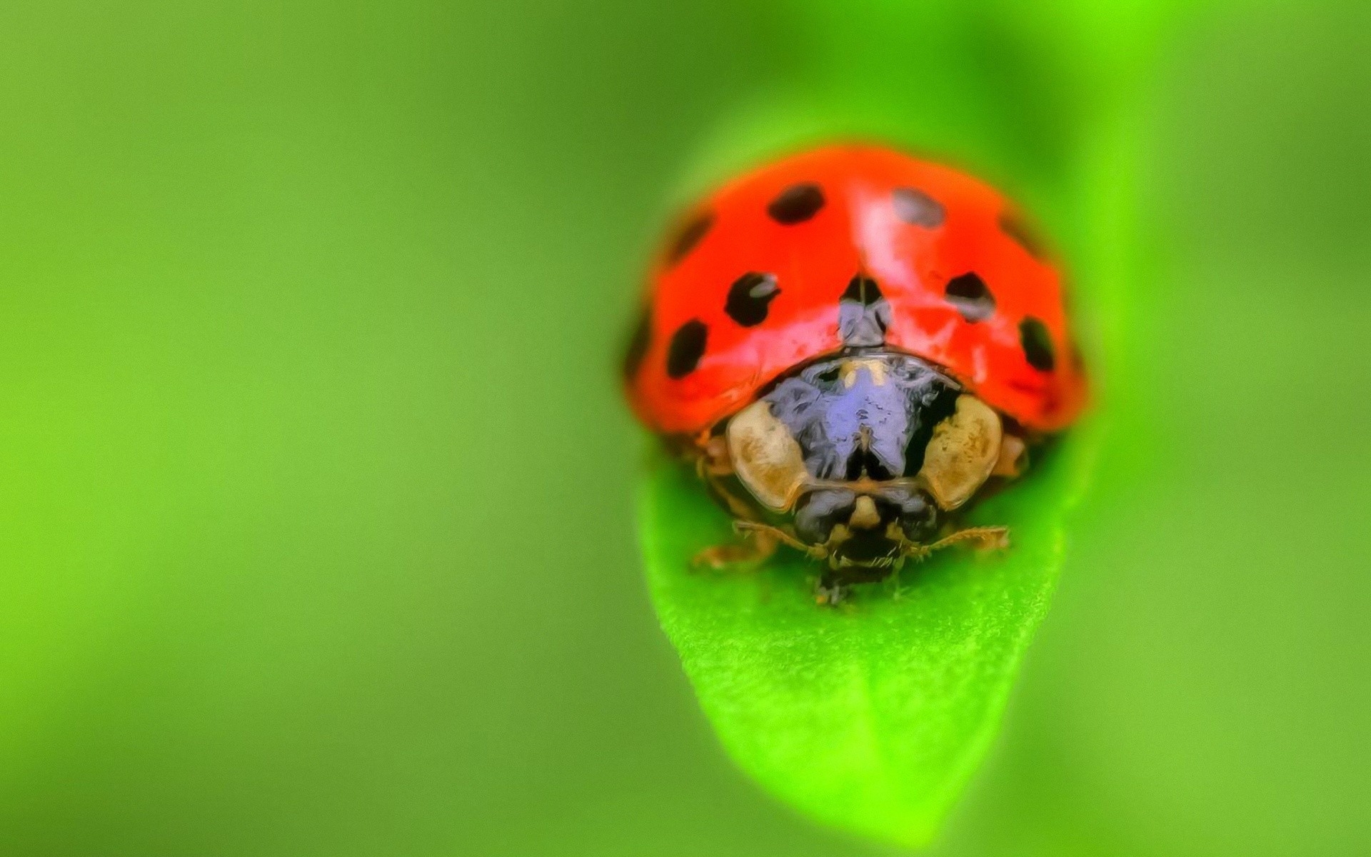 Wallpapers ladybug grass insect on the desktop