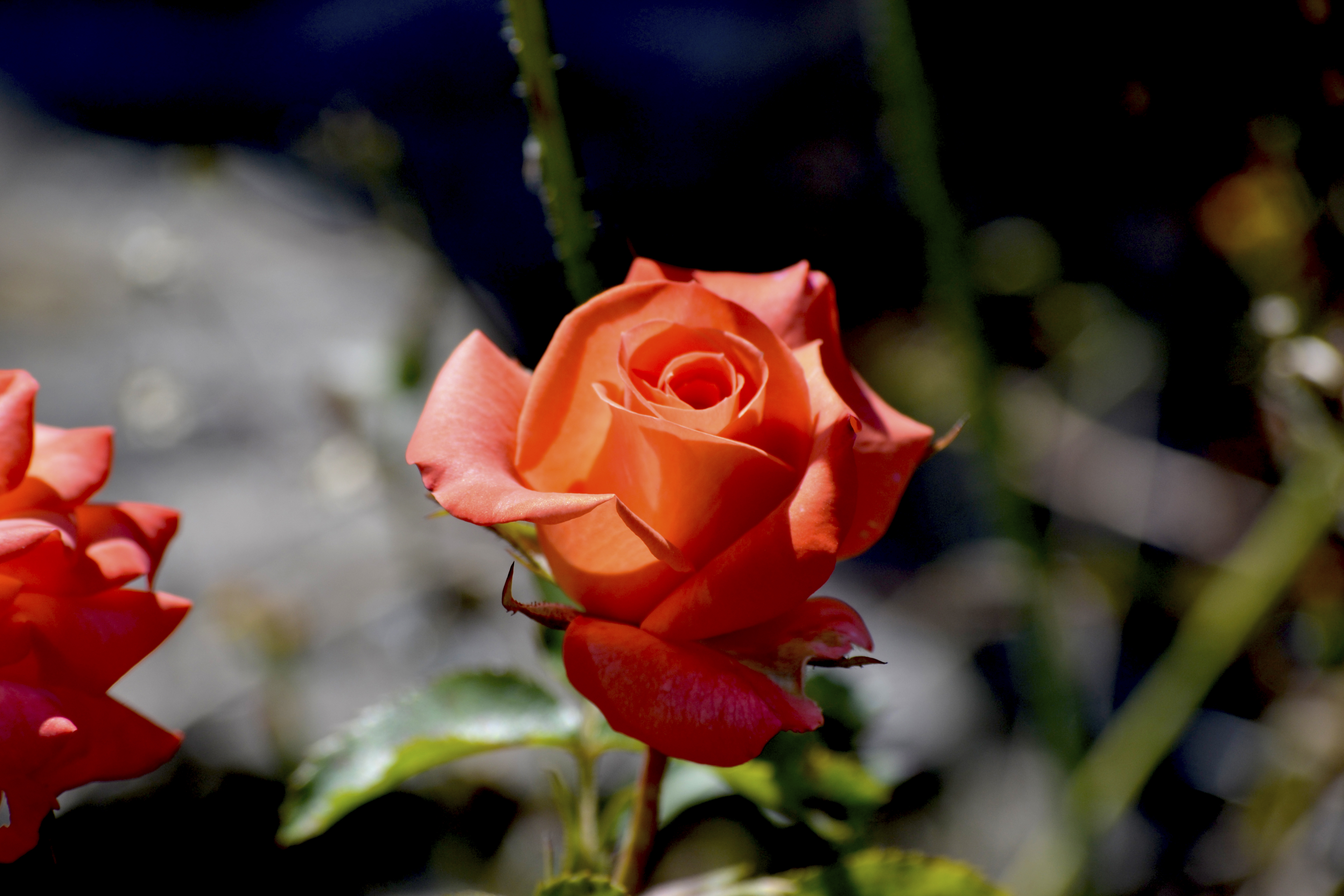 Wallpapers nature flowers flower on the desktop