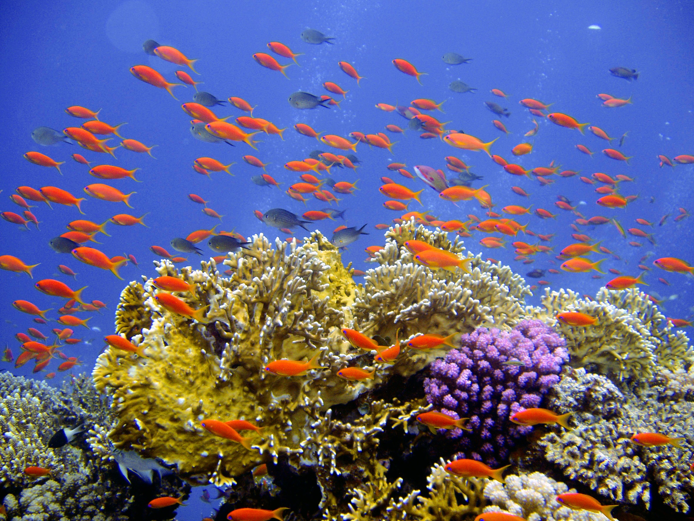 Free photo Ruppies guppies near the seabed with corals