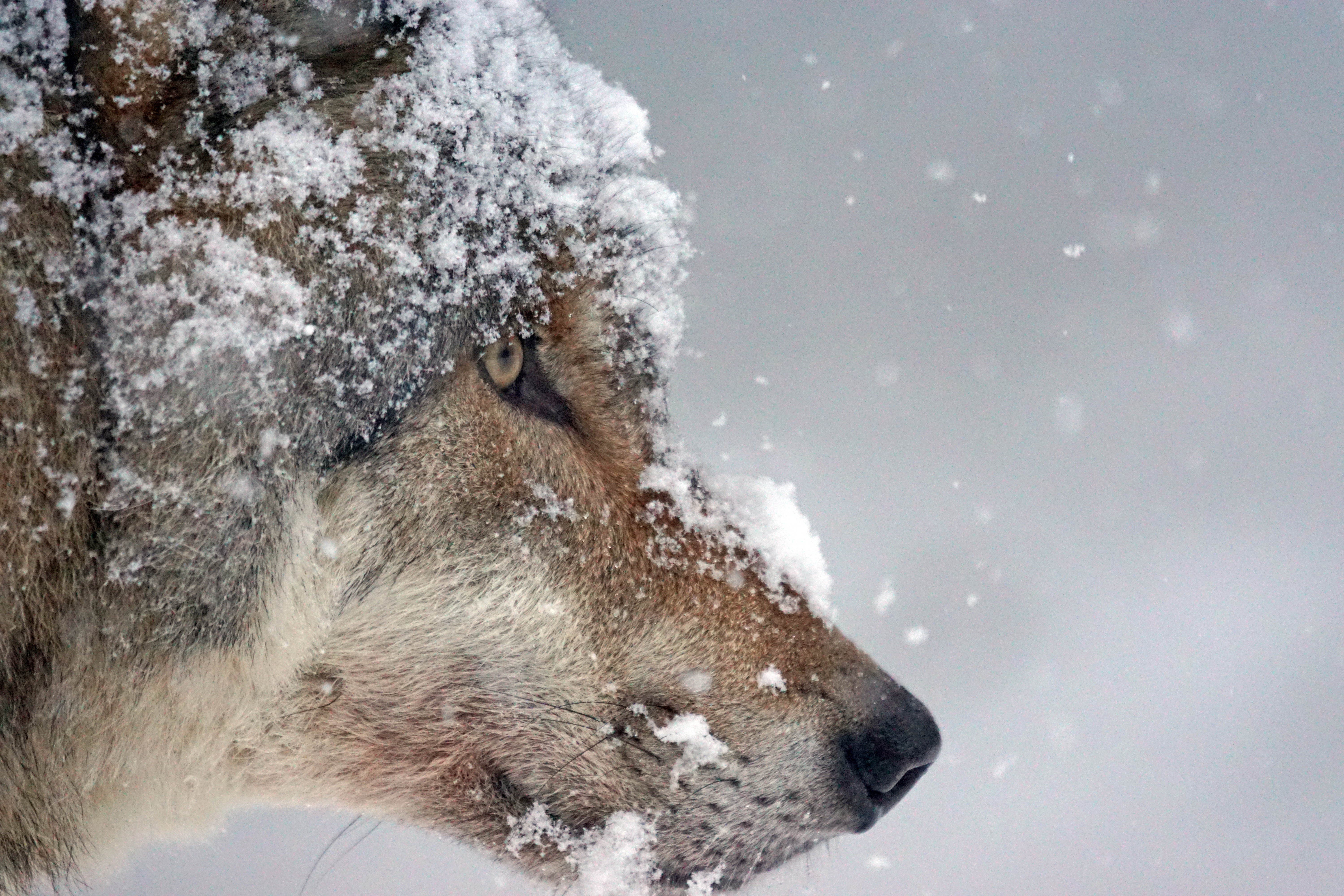 雪中的狼脸