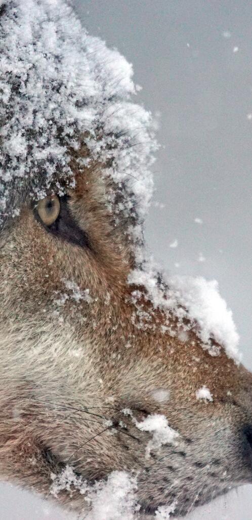 Бесплатное фото Морда волка в снегу