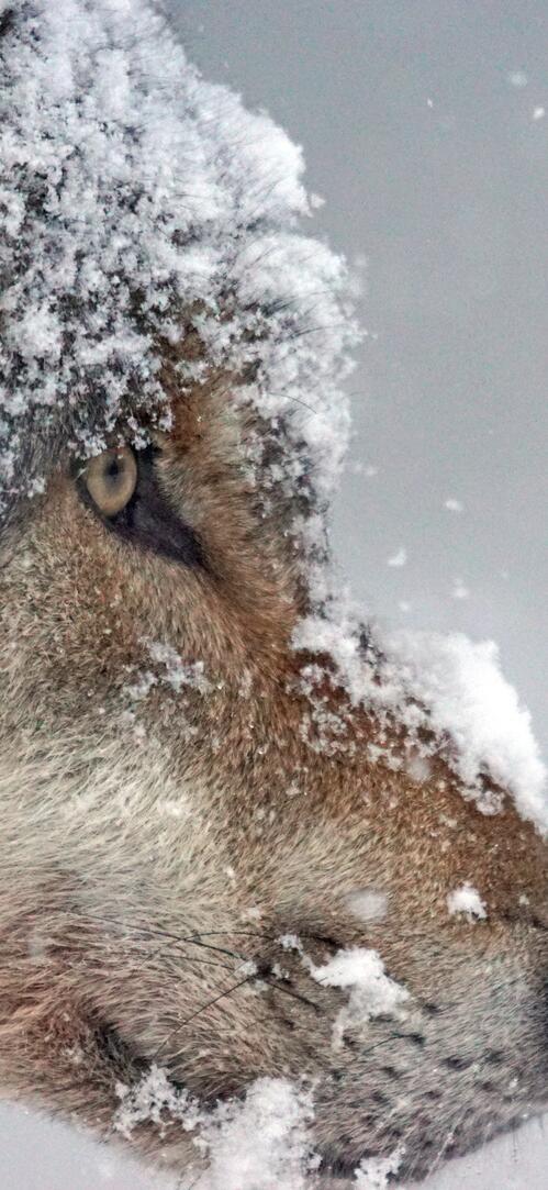 Бесплатное фото Морда волка в снегу