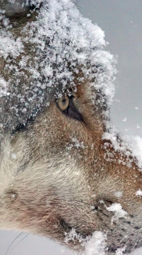 Бесплатное фото Морда волка в снегу